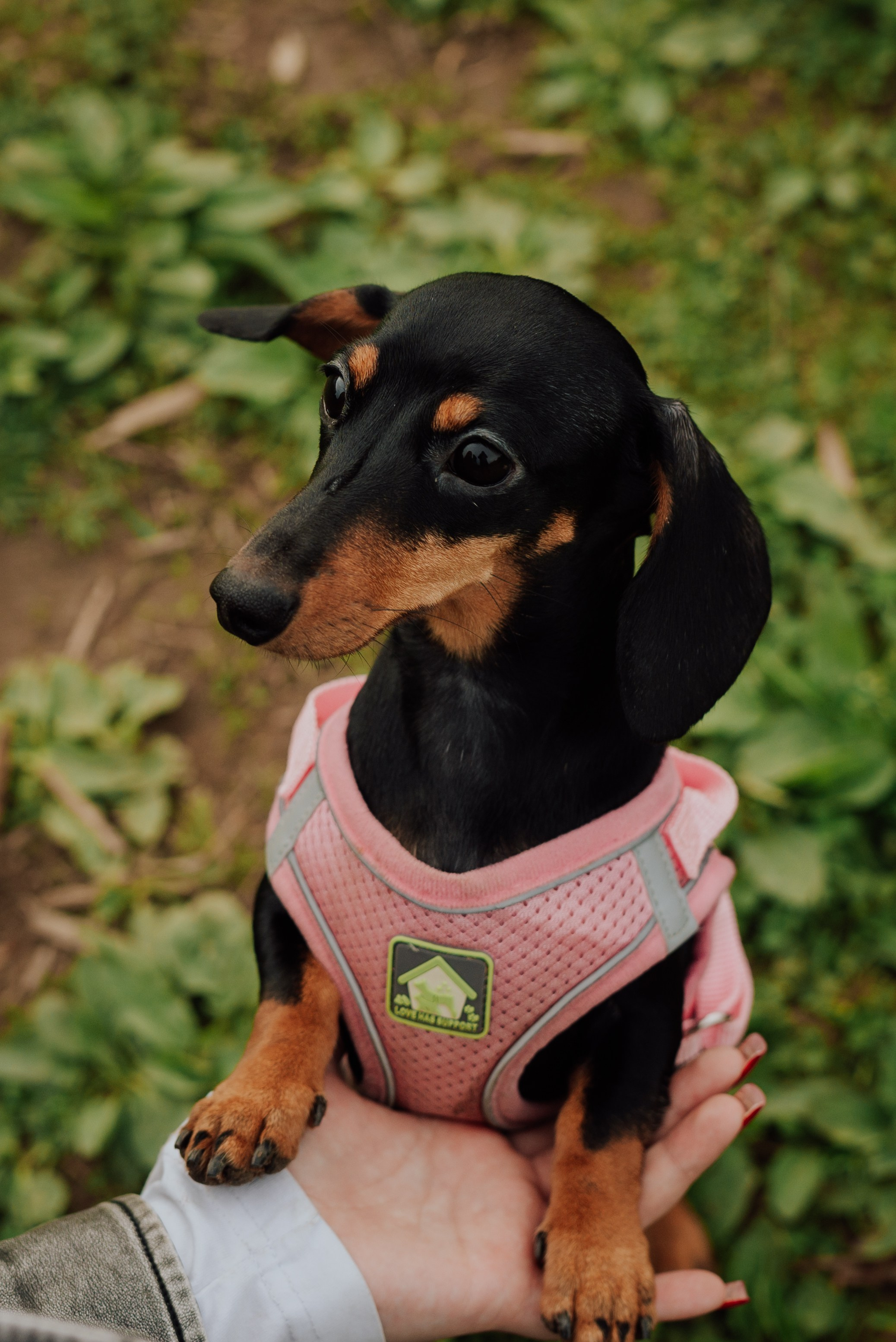 Животные. Фотограф в Санкт-Петербурге и Ленинградской области