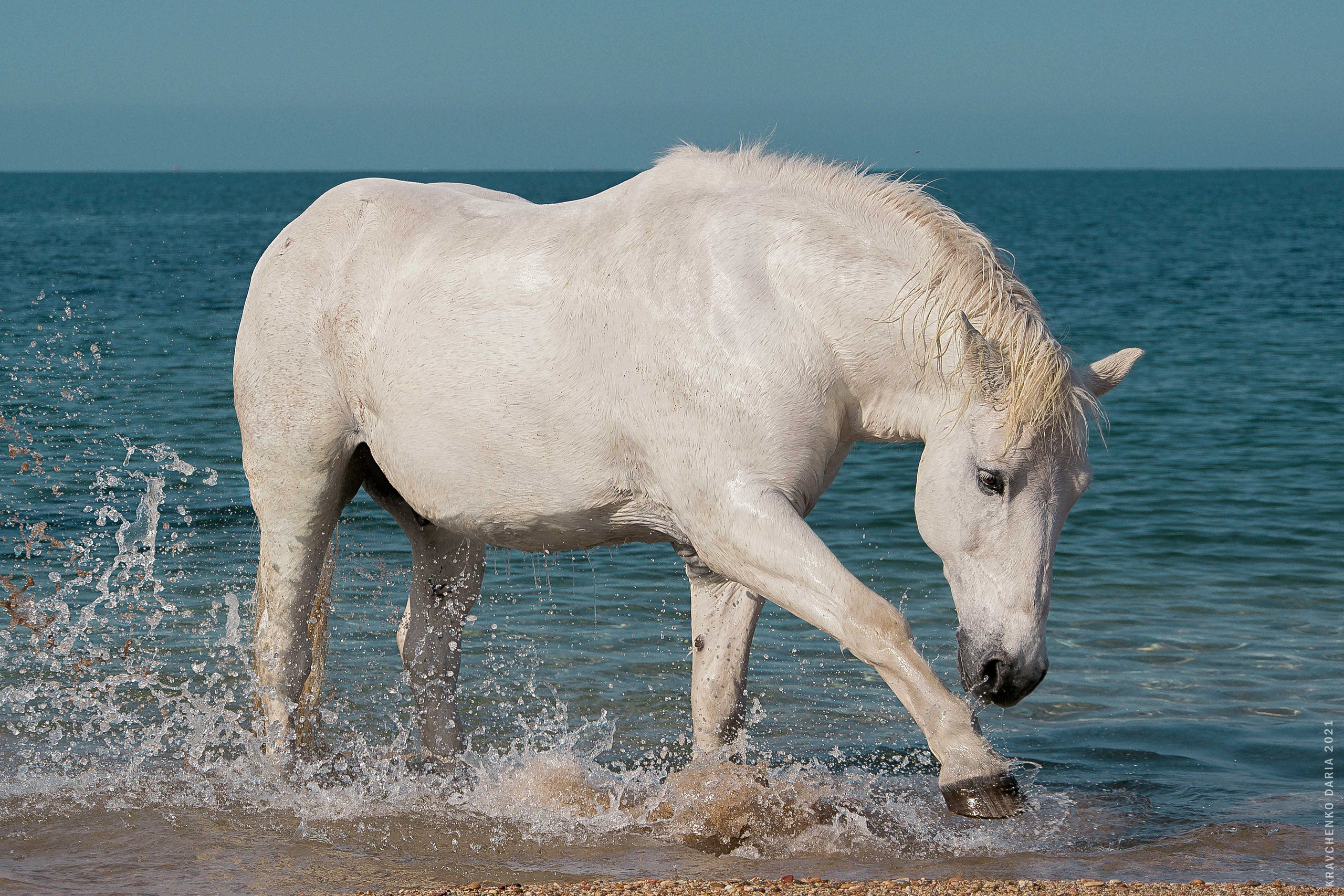 Миф и Фунтик. Фотограф в Севастополе
