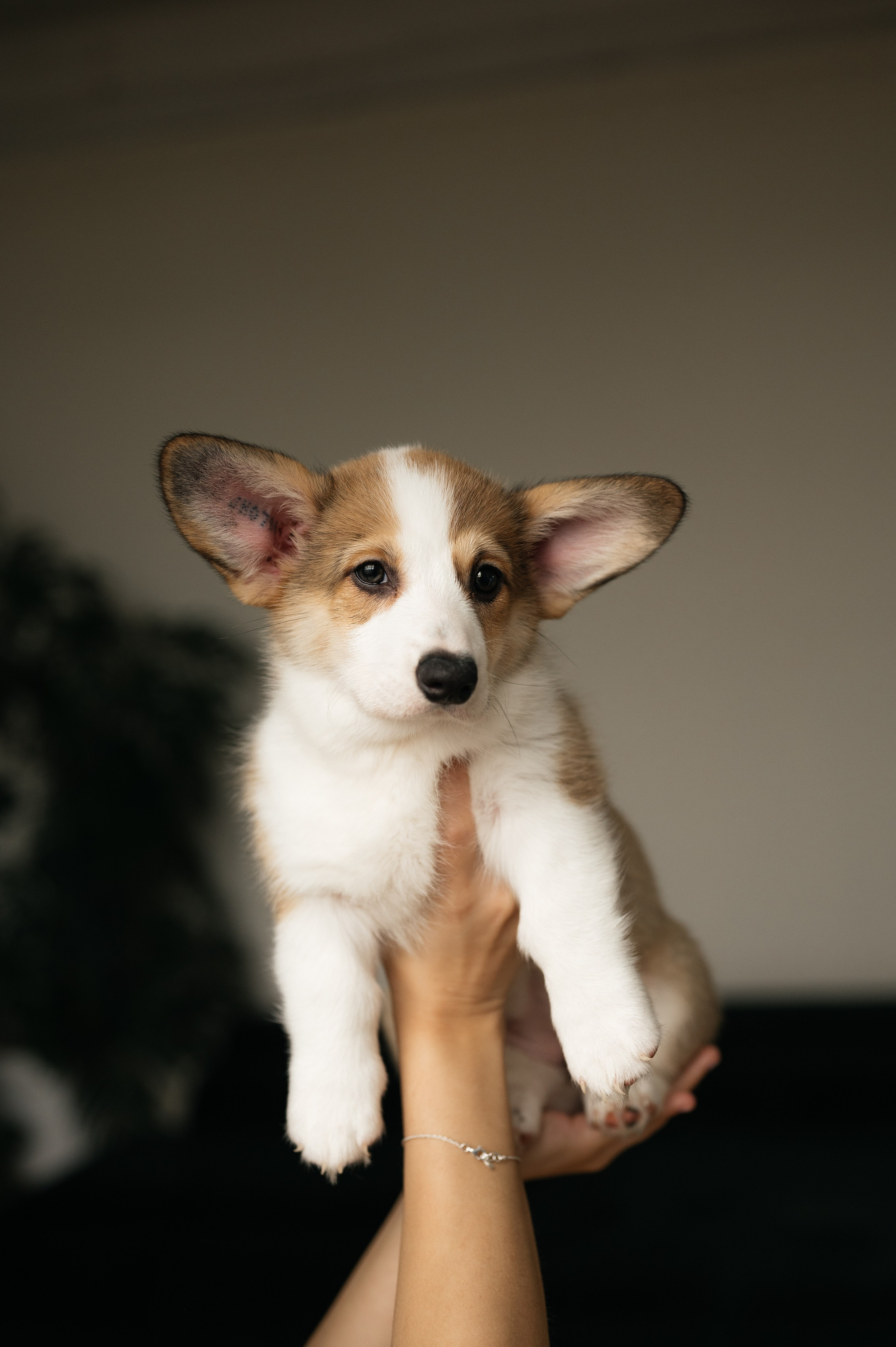 Миша, Маша и Боня. Свадебный и семейный фотограф в Краснодаре Алина Мельник