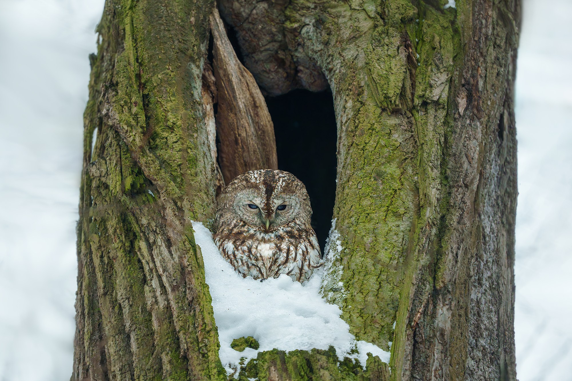 Удивительные мир птиц. Вокруг нас столько прекрасного — присмотритесь!. Ваш личный фотограф Марина Волкова