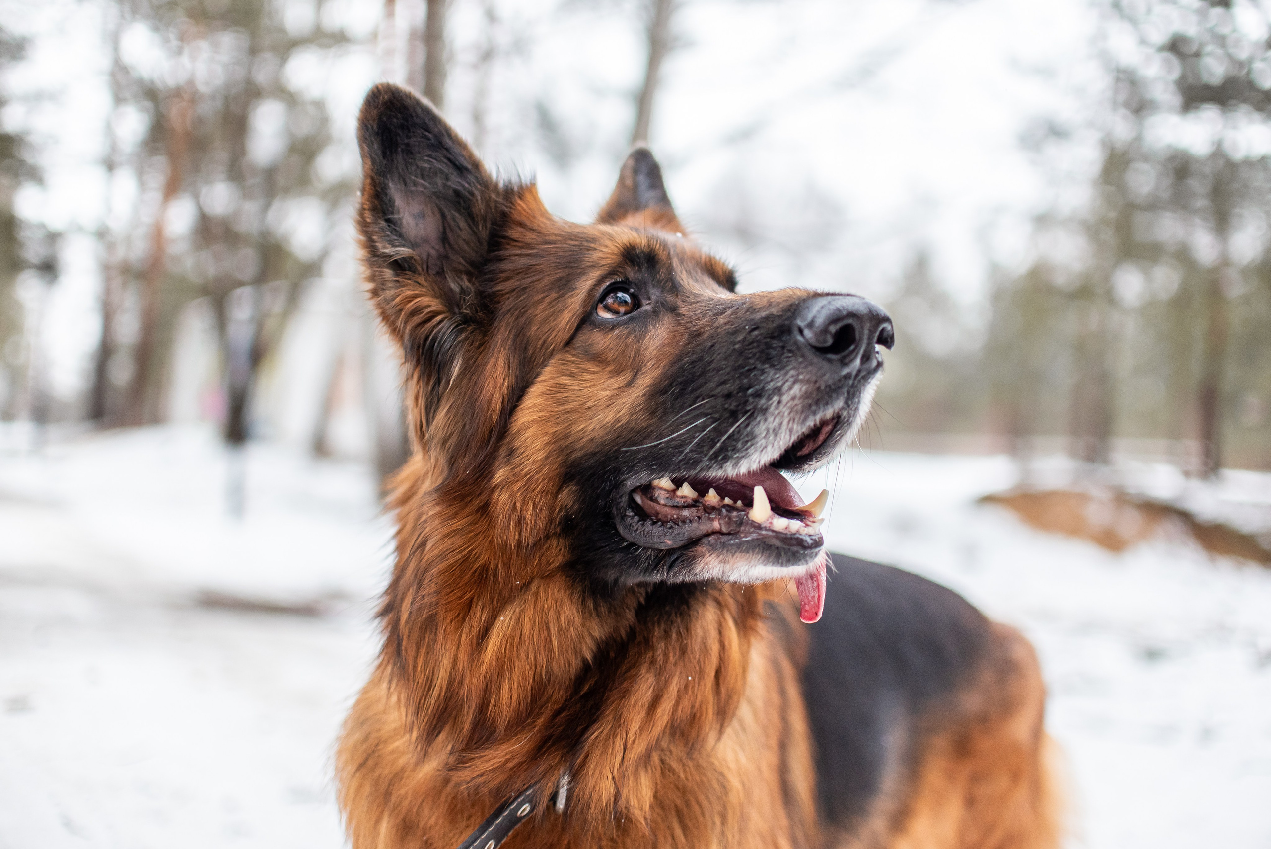Фотосъёмка с собаками в Кинологическом лагере. Фотограф Макс Огурцов в Нижнем Новгороде