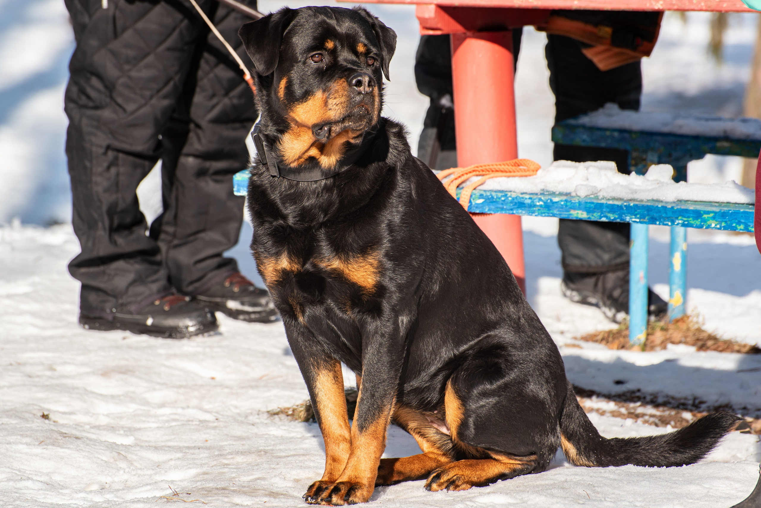 Фотосъёмка с собаками в Кинологическом лагере. Фотограф Макс Огурцов в Нижнем Новгороде