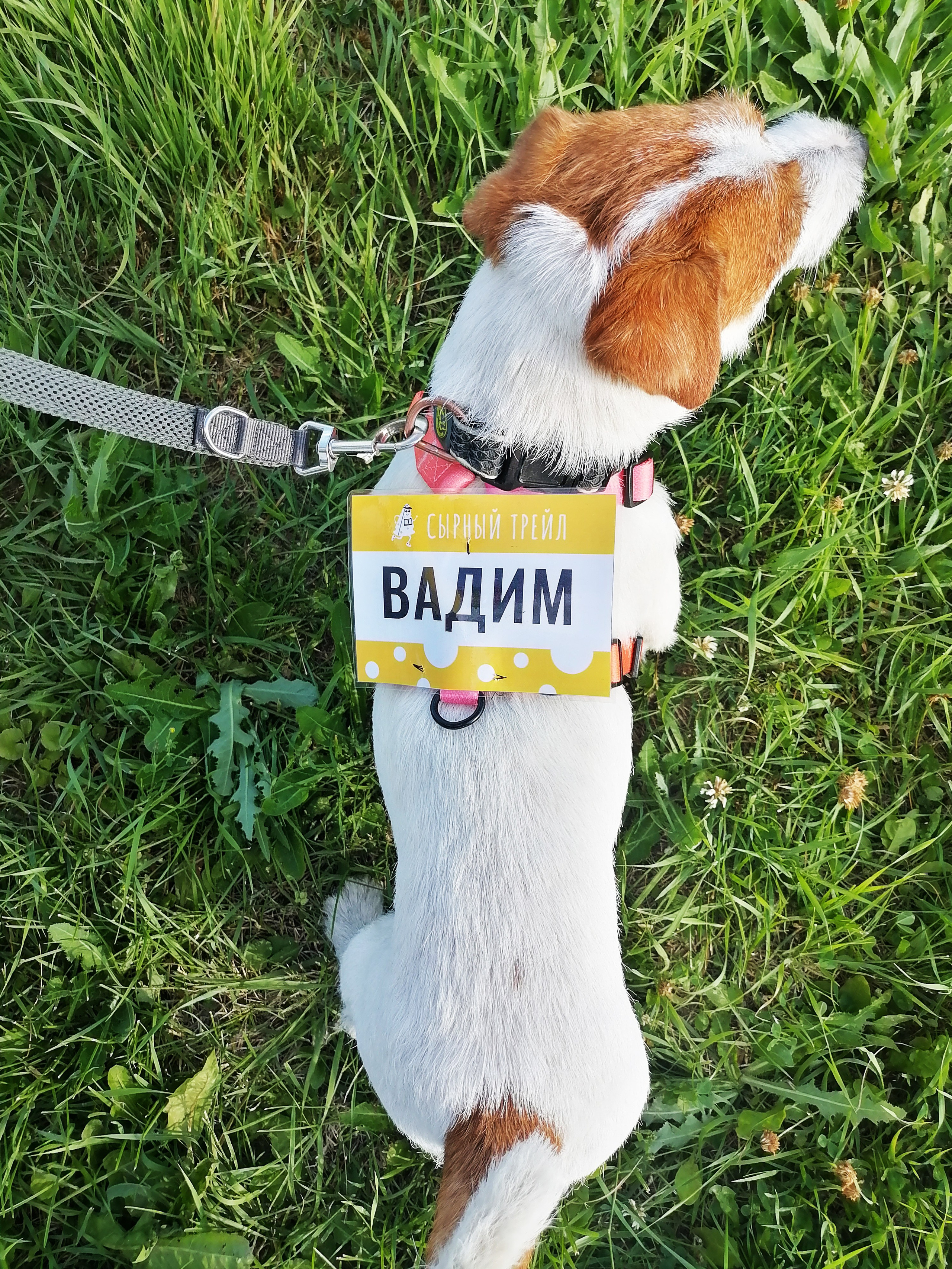 СЫРНЫЙ ТРЕЙЛ. Олеся Бакулина, графический дизайнер, иллюстратор