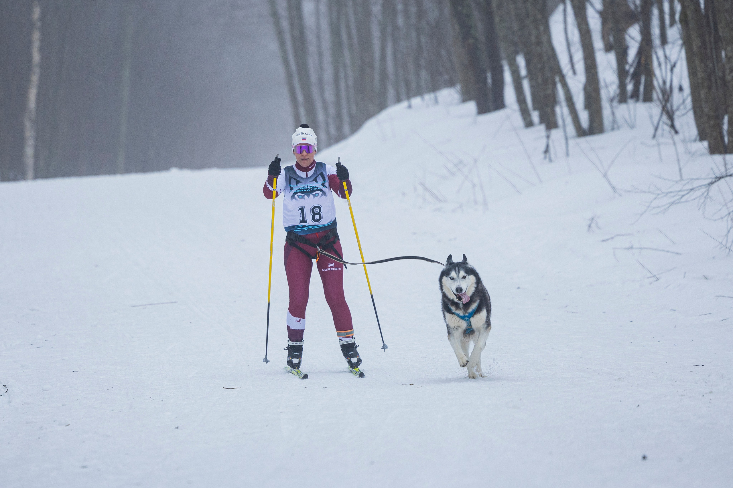 Зимний Чемпионат Санкт-Петербурга по ездовому спорту. Фотограф-анималист Анна Маринич