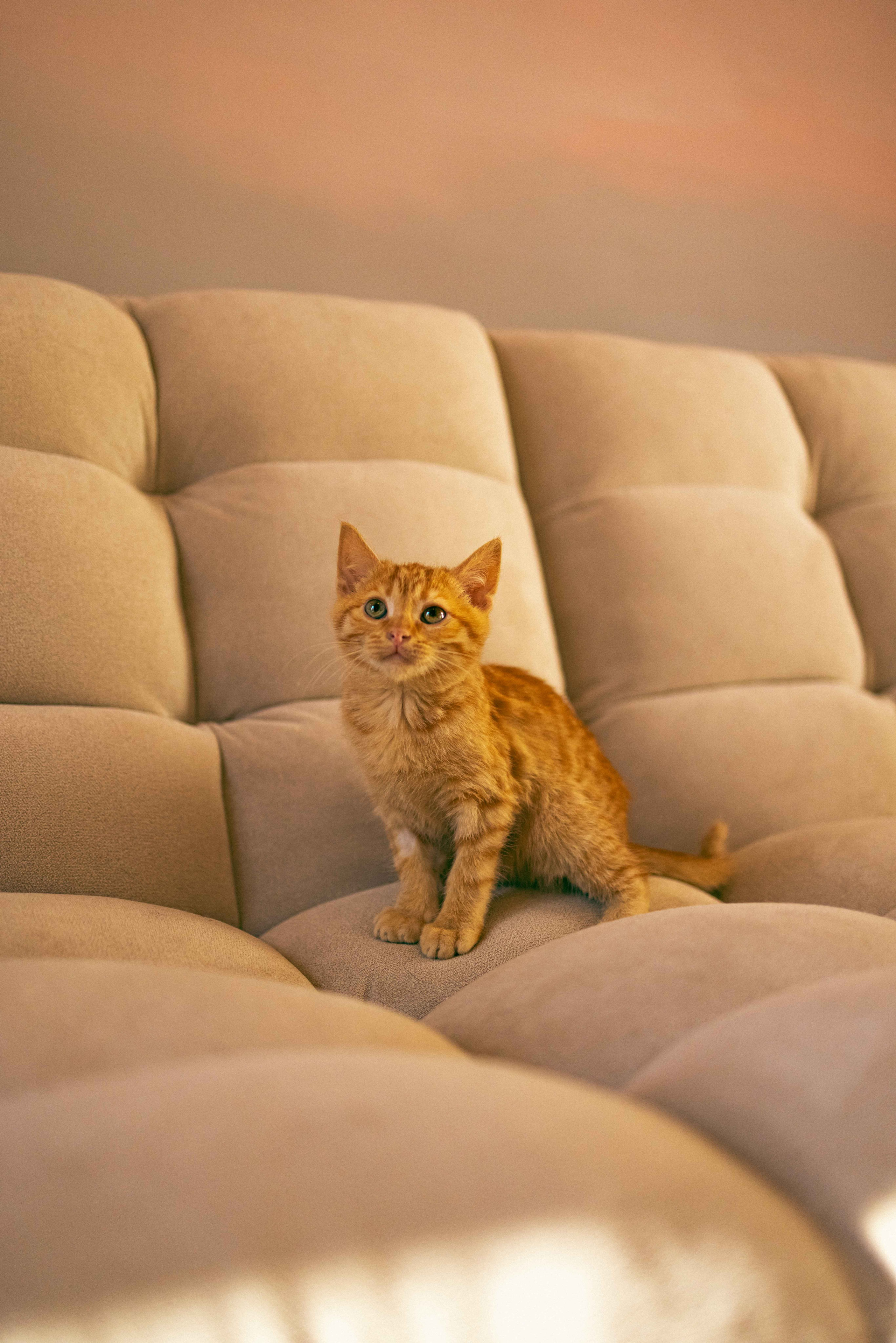 Кускус. Фотограф-анималист в Москве Лера Черноног