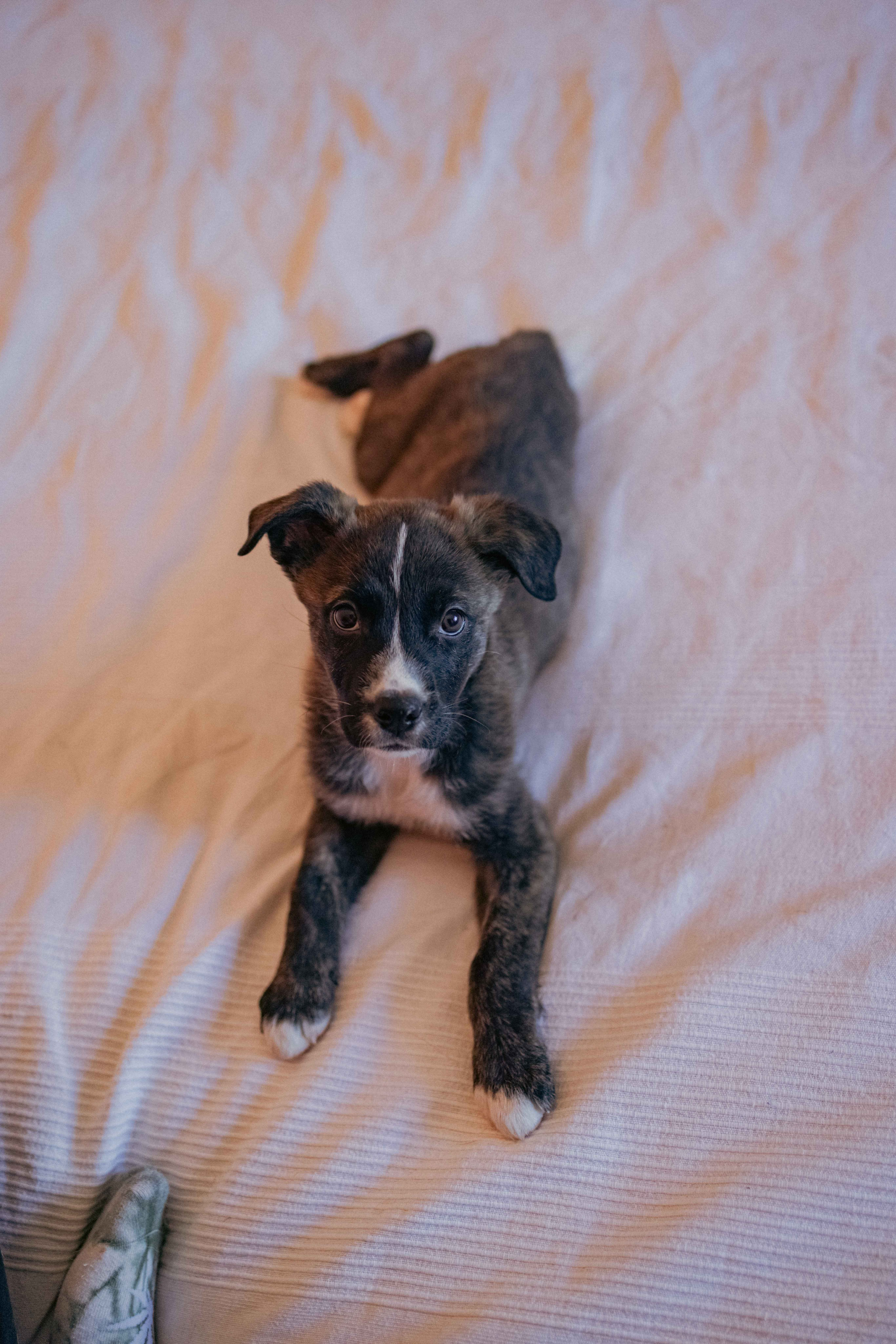 Гайка. Фотограф-анималист в Москве Лера Черноног