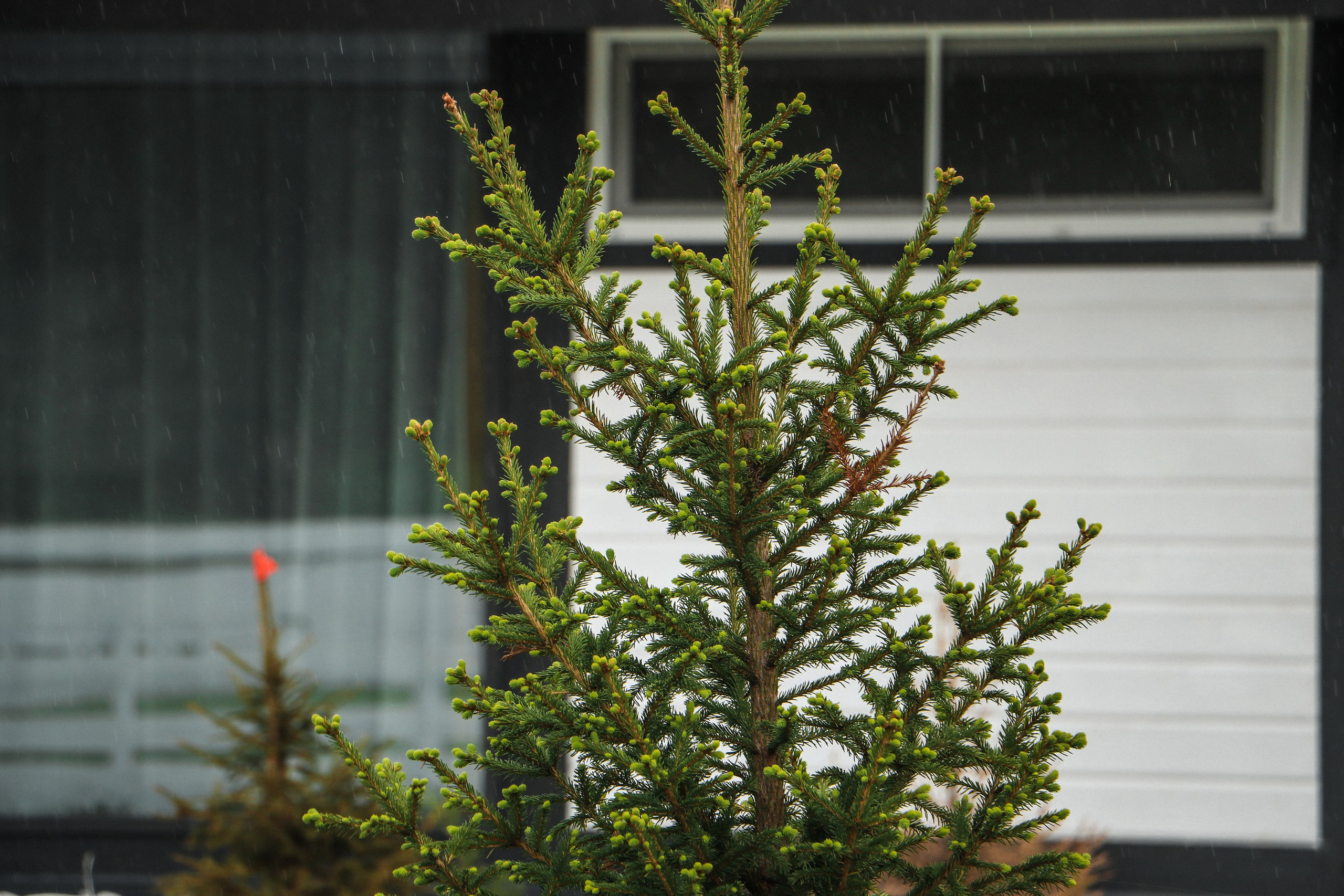 «Альпинс residence» коттеджный поселок, респ. Алтай. Контент фотограф Дмитрий Борисов