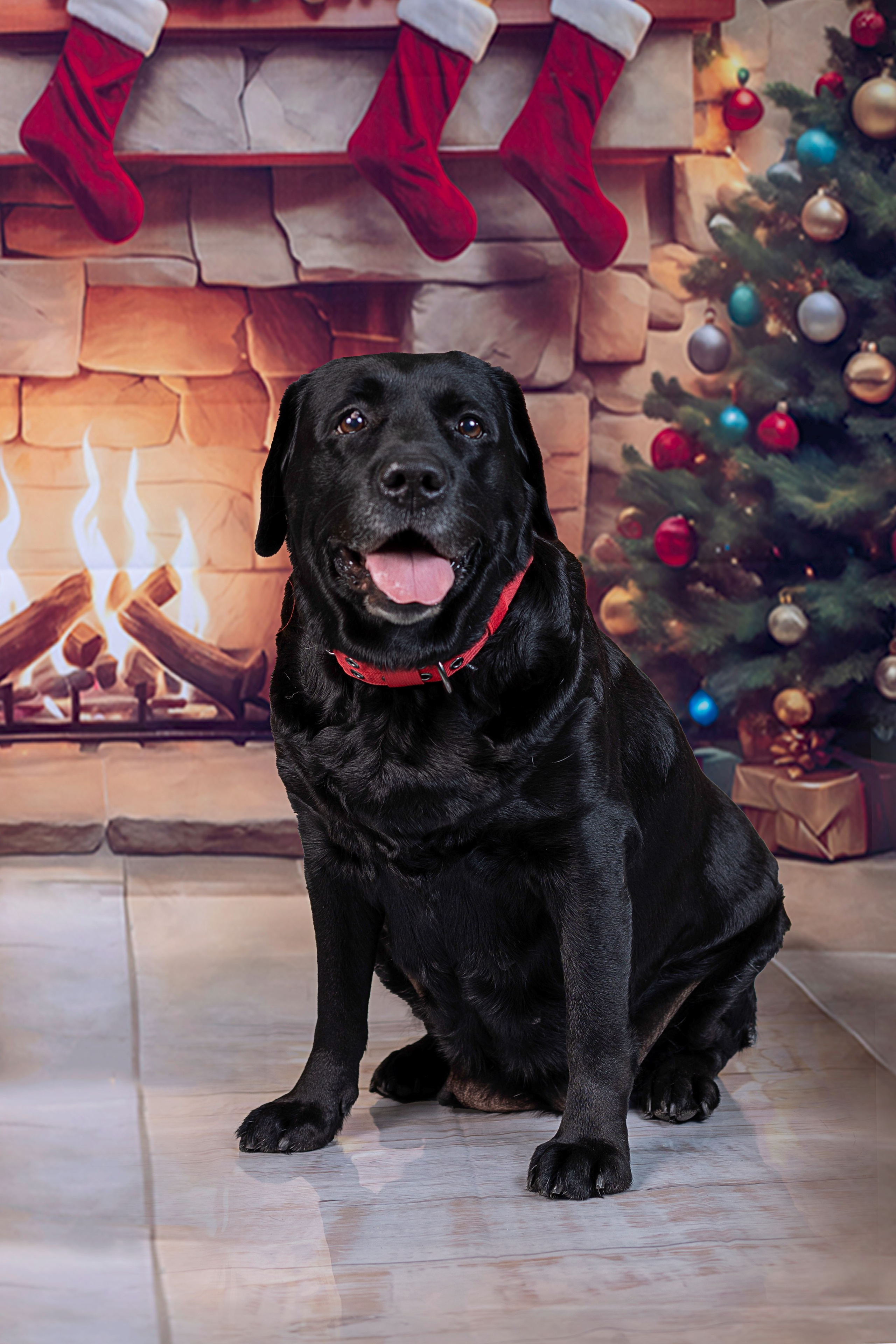 Катерина и ее любимцы. Фотограф 📸 семейный, предметный, репортажный