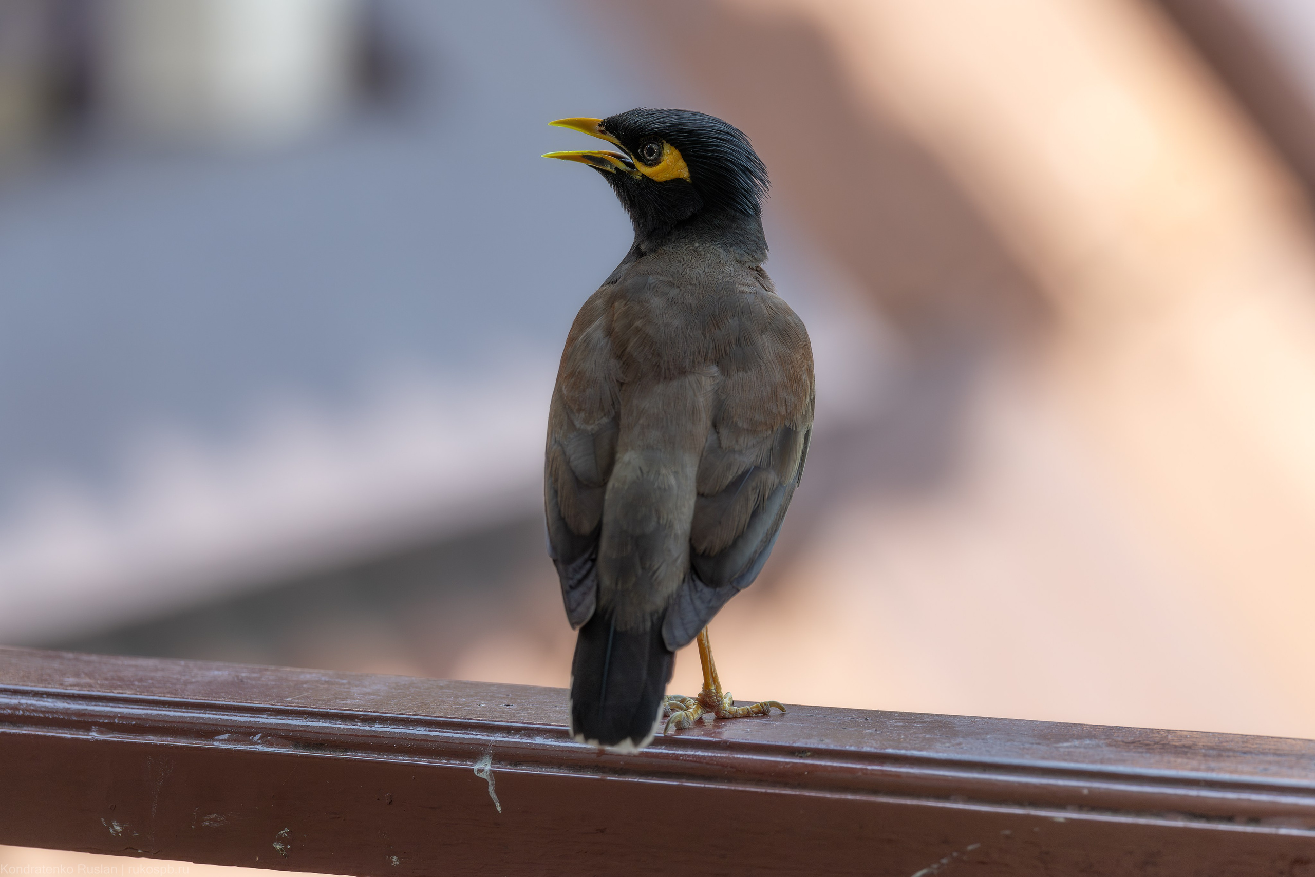 Обыкновенная майна. Архитектурный и пейзажный фотограф Кондратенко Руслан, Санкт-Петербург