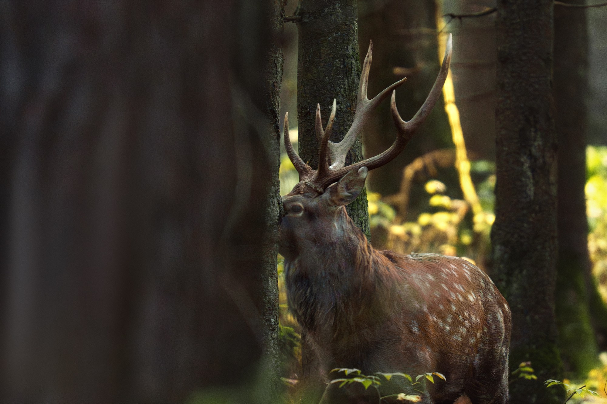 Животные. Ваш личный фотограф Марина Волкова