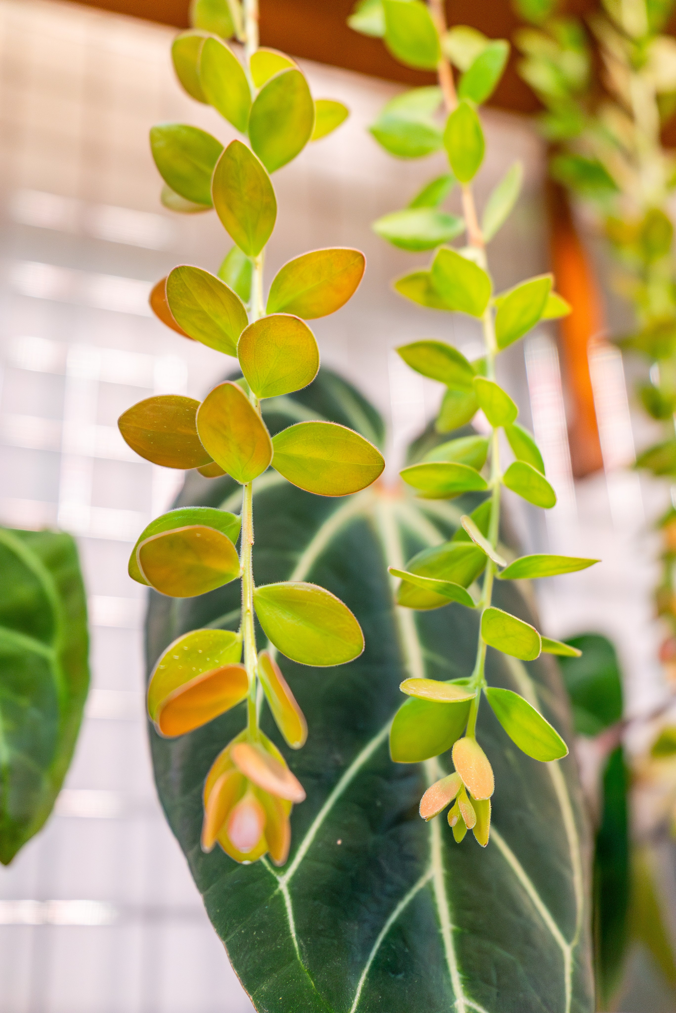 Make more plants. Александра Куликова фотограф, Москва