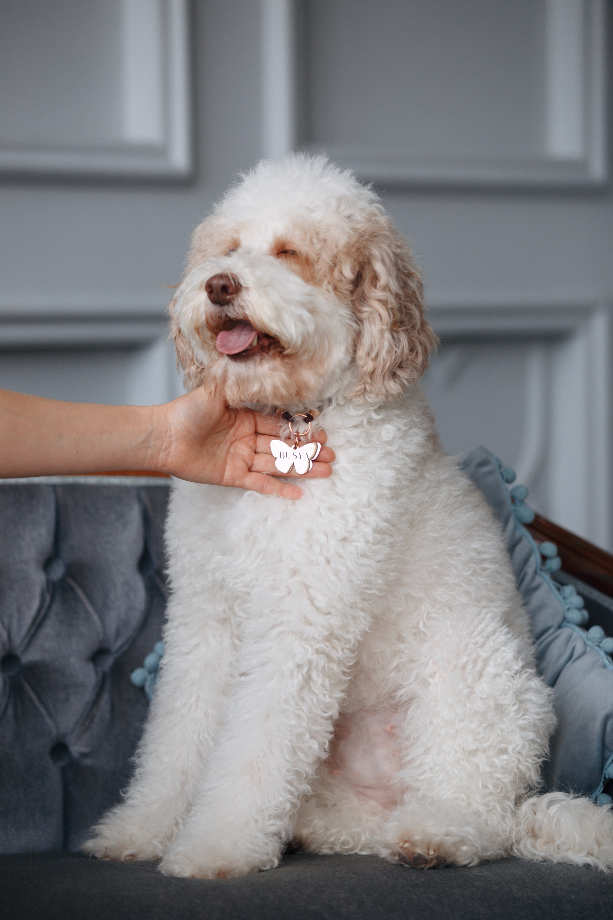 Bmbh лежанки и адресники. Фотограф анималист Кристина Карпова, Москва