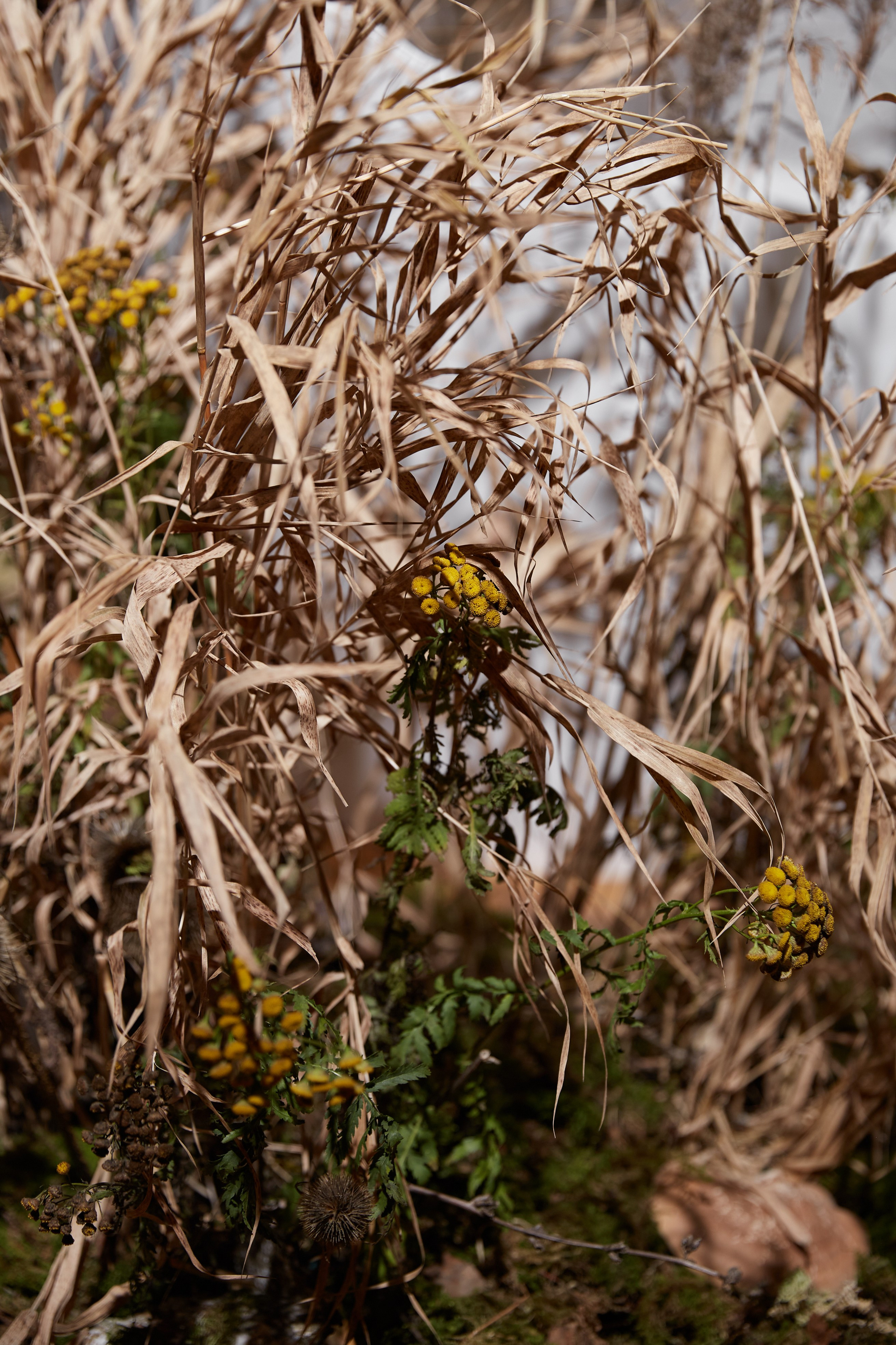 Лера & Вова. Оформление свадеб, декор свадеб Вера Маркова, Москва