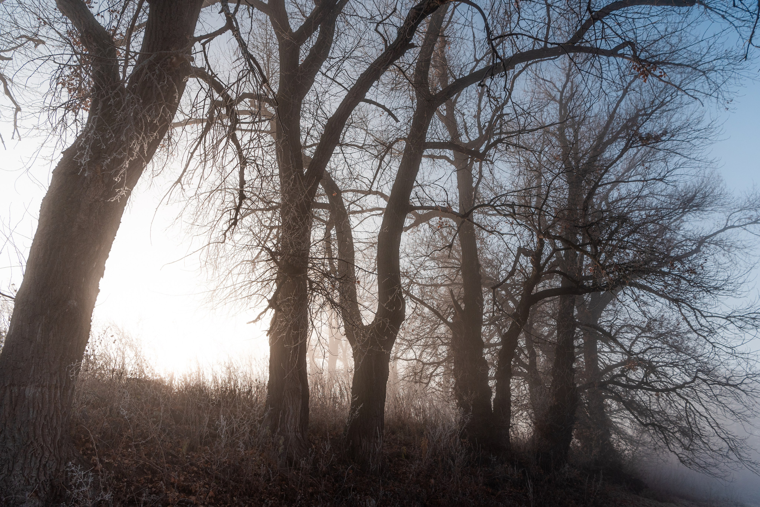 Фотографии утреннего тумана под Волжским. Фотограф в Волгограде и Волжском Александр Горбань