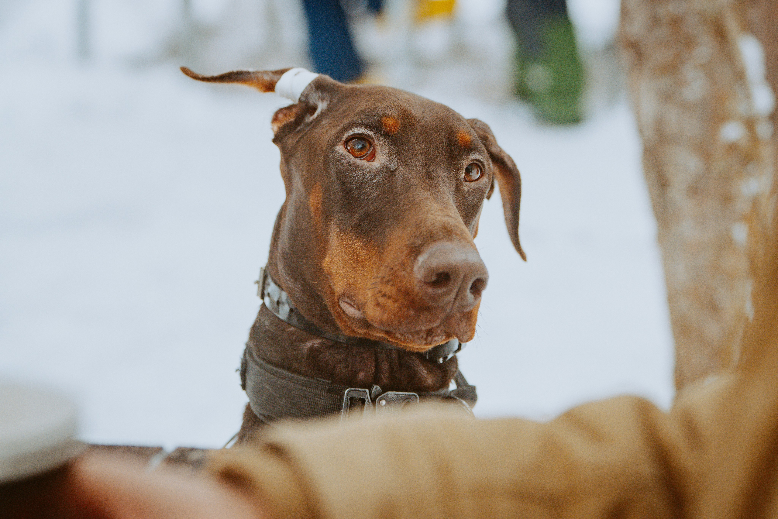 Дог трекинг. Фотограф анималист в Спб недорого Олеся Майорова