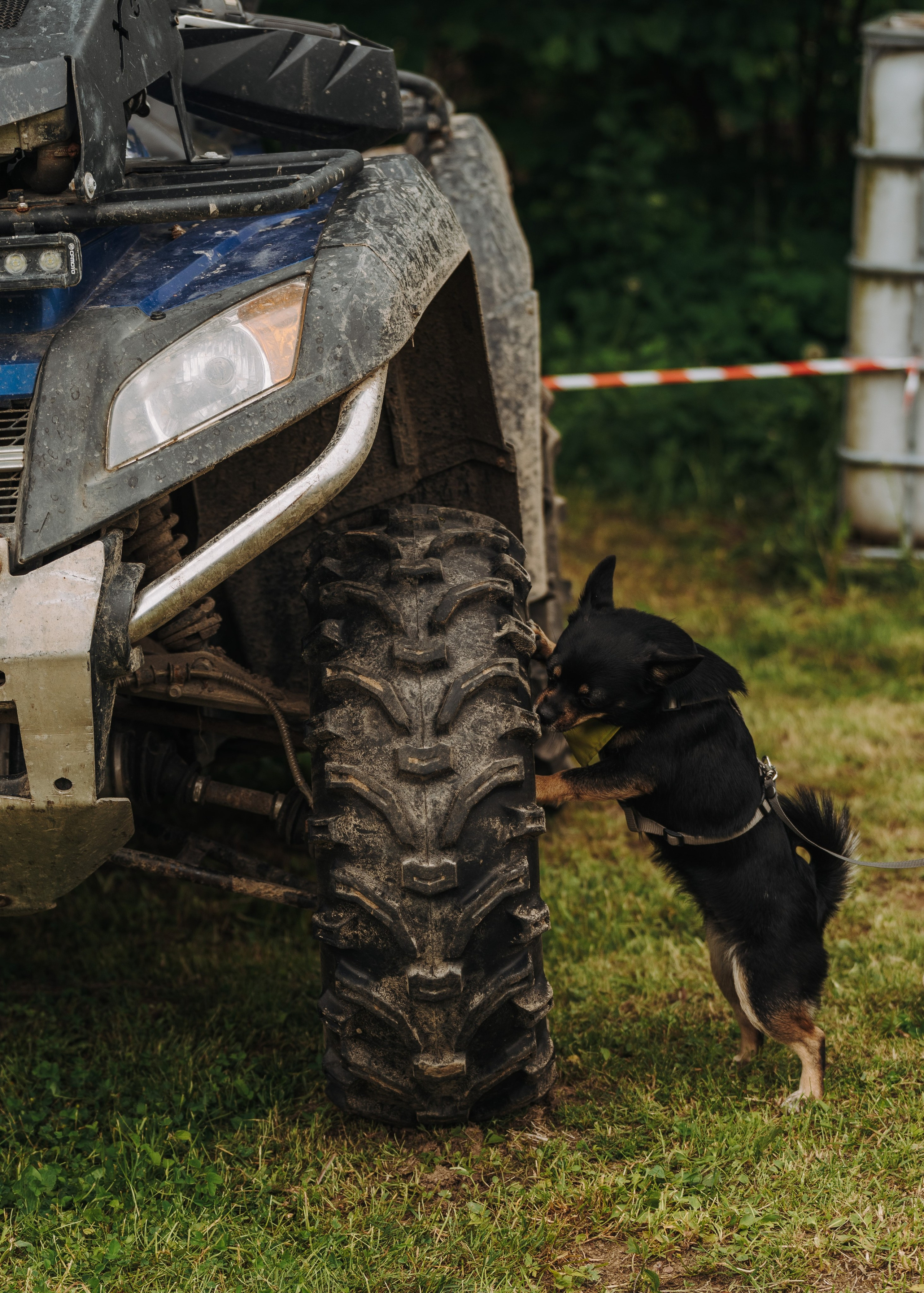 Соревнования по ноузворку. Фотограф анималист в Спб недорого Олеся Майорова