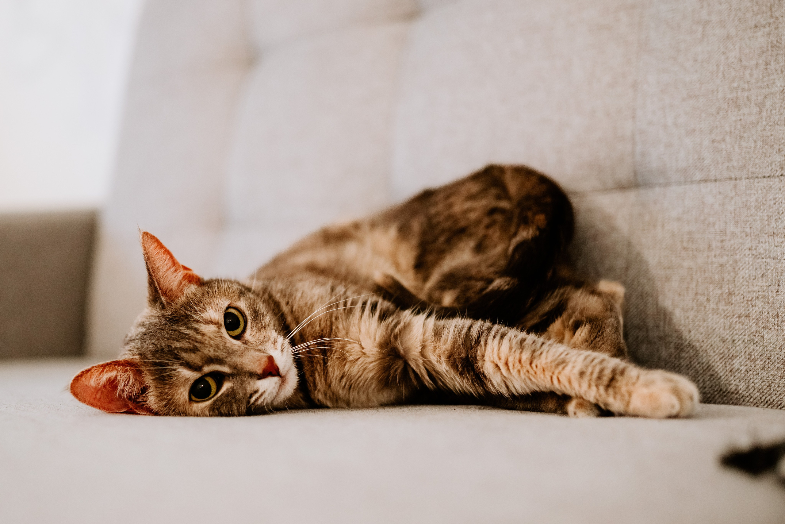 Цены за фотосессию с собакой. Фотограф анималист в Спб недорого Олеся Майорова