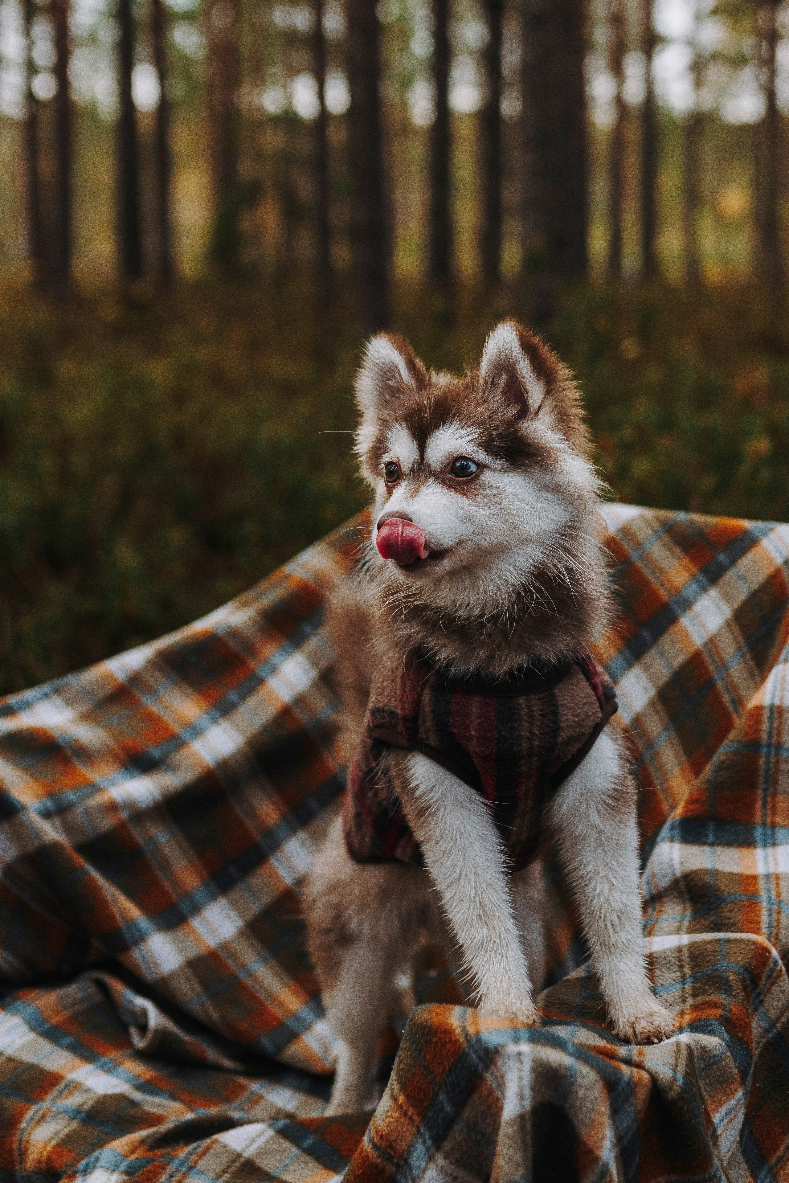 Катерина и Дрэка. Фотограф анималист в Спб недорого Олеся Майорова