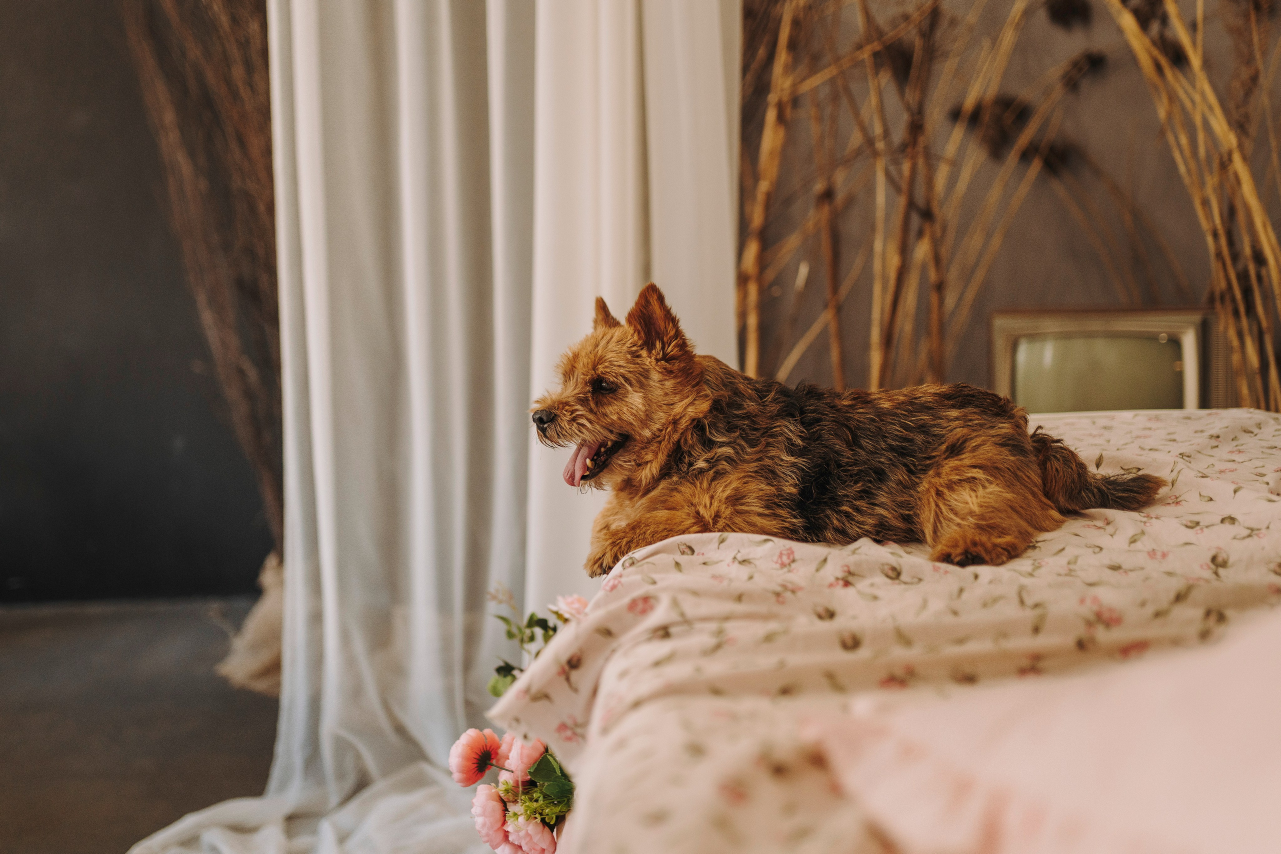 Маша и Рамси. Фотограф анималист в Спб недорого Олеся Майорова