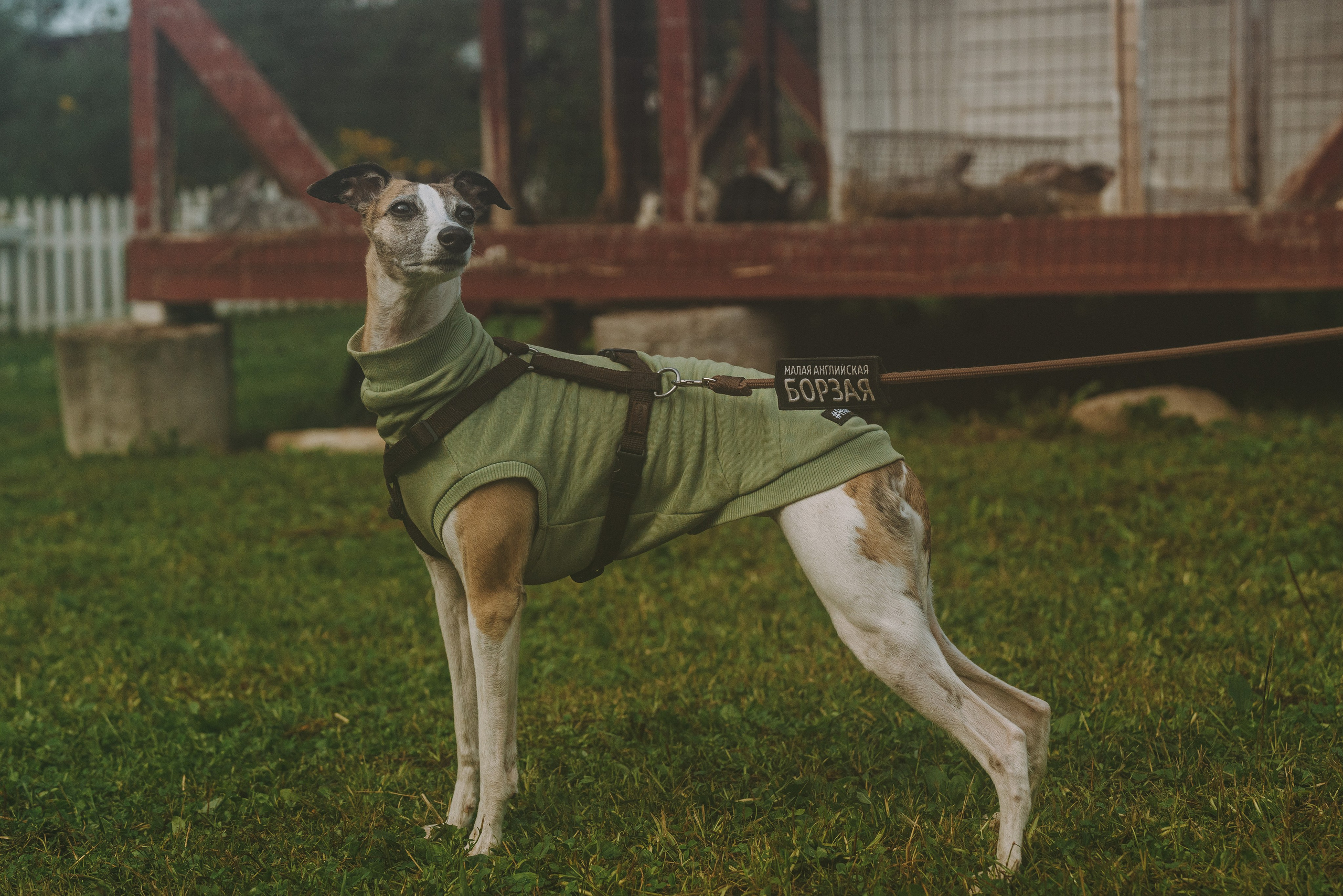 Соревнования по ноузворку в Новожилово. Фотограф анималист в Спб недорого Олеся Майорова
