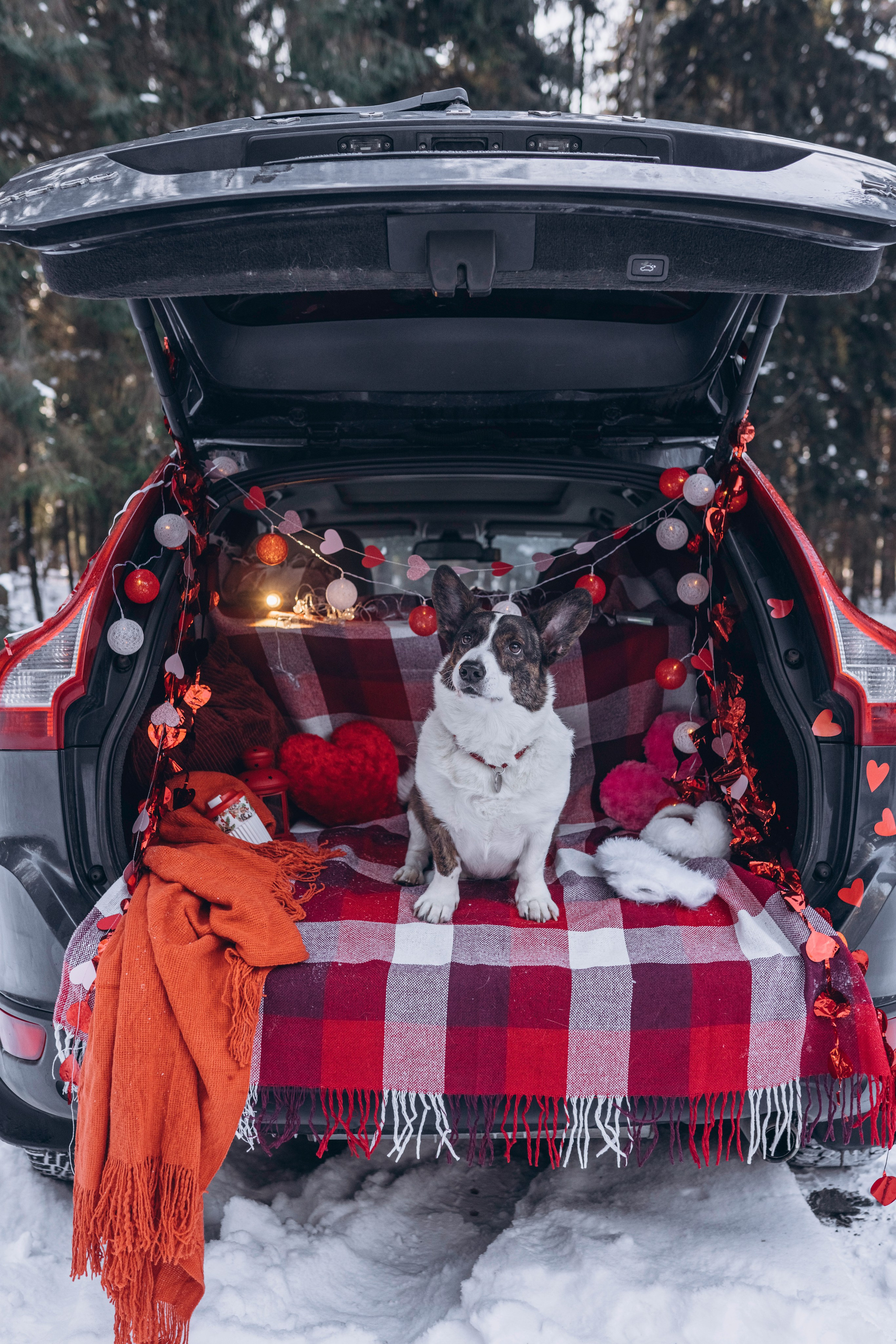 Фотодень Святого Валентина. Фотограф анималист в Спб недорого Олеся Майорова