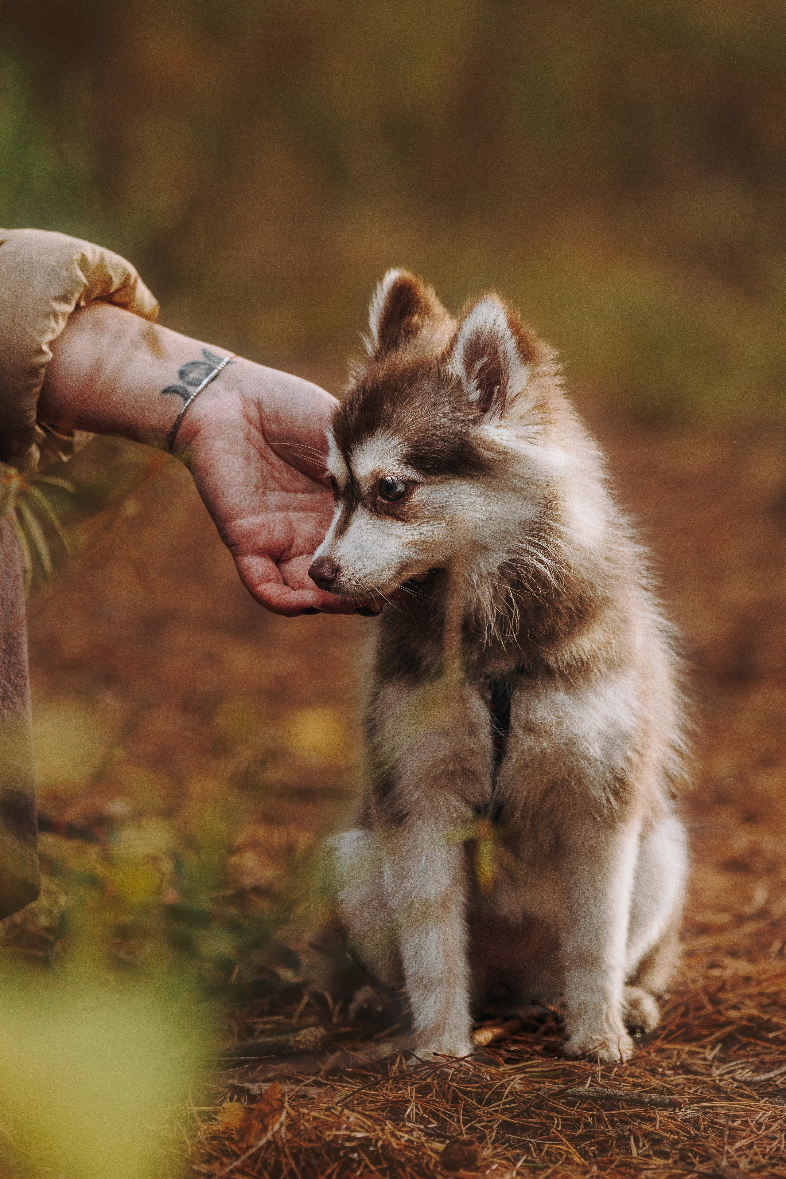 Катерина и Дрэка. Фотограф анималист в Спб недорого Олеся Майорова