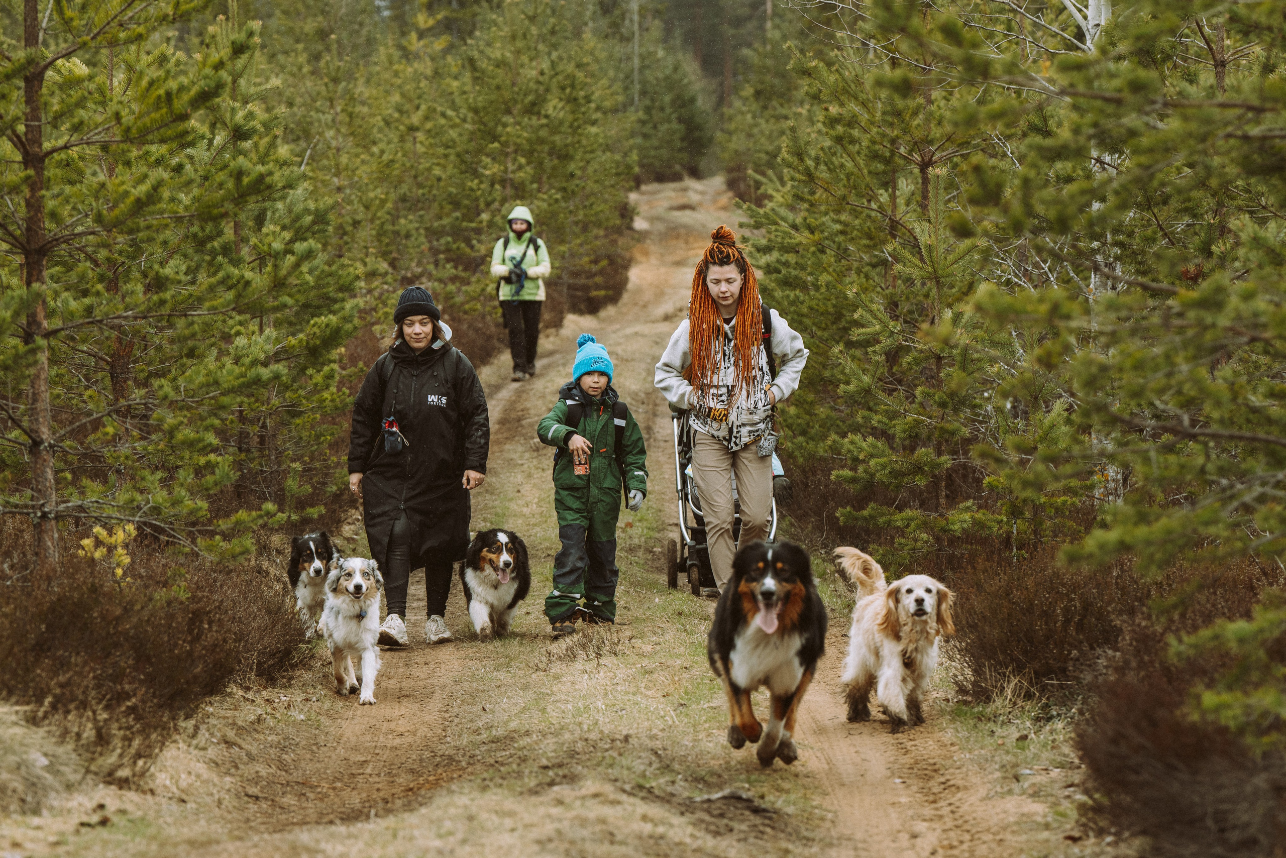 Дог трекинг к финскому хутору. Фотограф анималист в Спб недорого Олеся Майорова