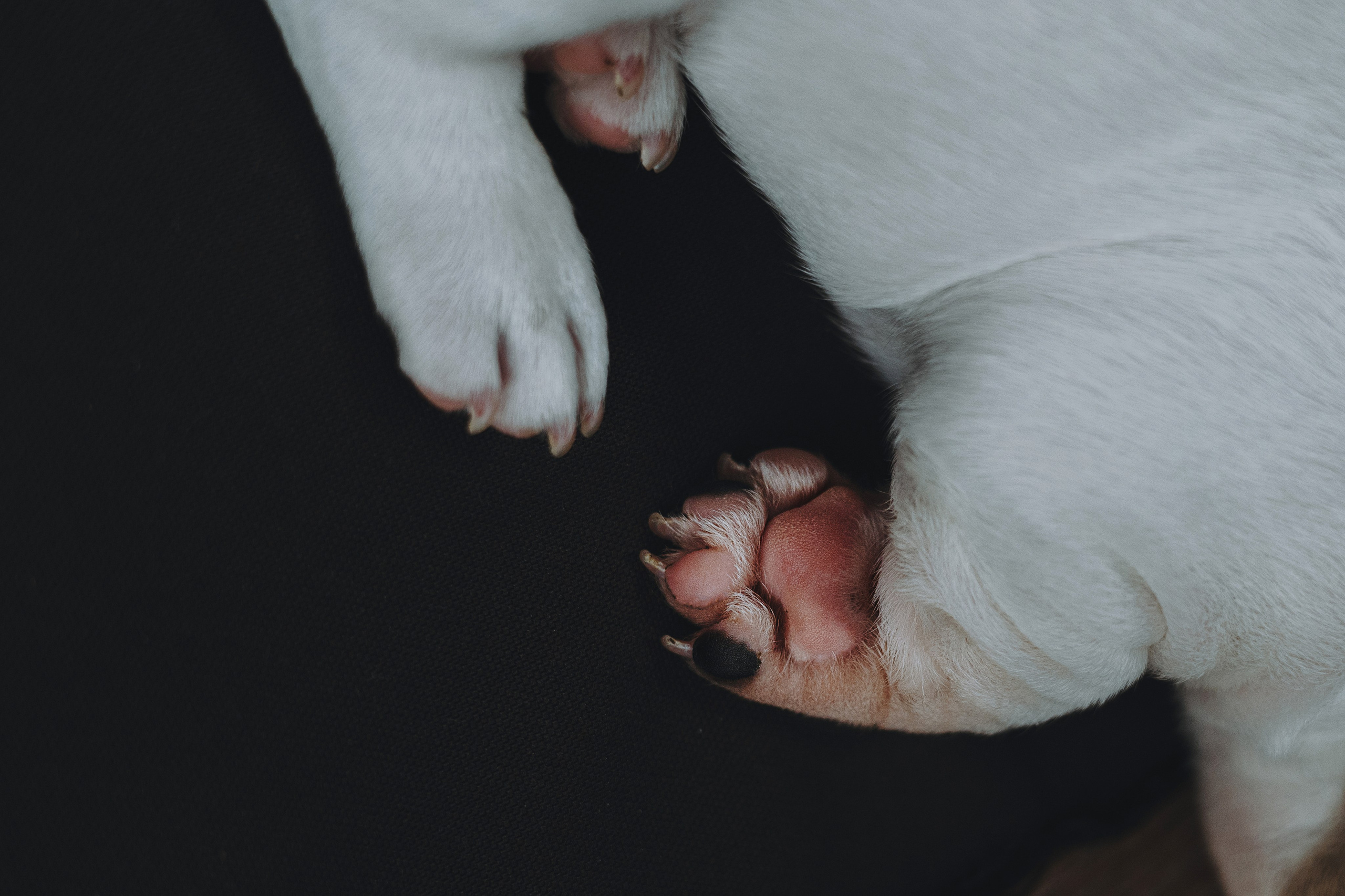 Щеночки. Фотограф — анималист Владивосток, Алина