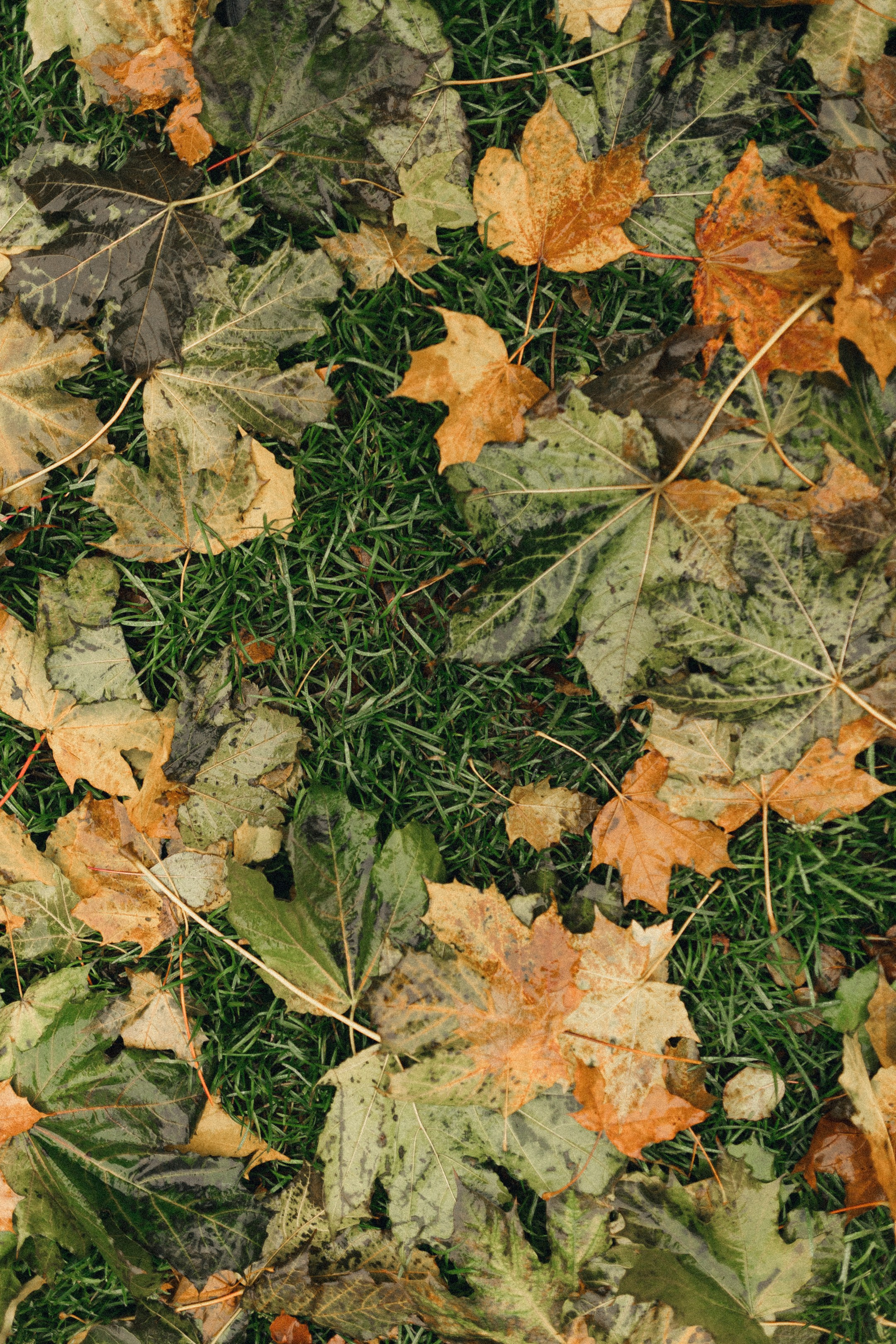 Mary. Свадебный и портретный фотограф в Калининграде и Москве Марк Юдинцев