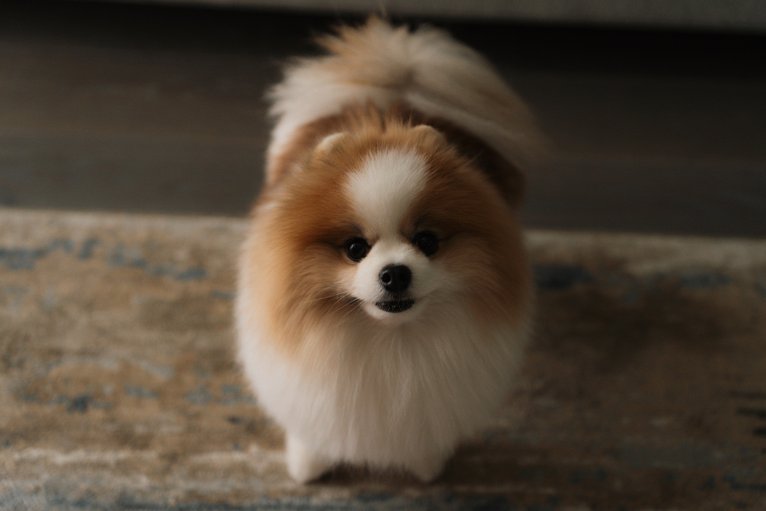 Розовые грёзы| Sugar Velvet. Свадебный и портретный фотограф Алена Седининна в Крыму