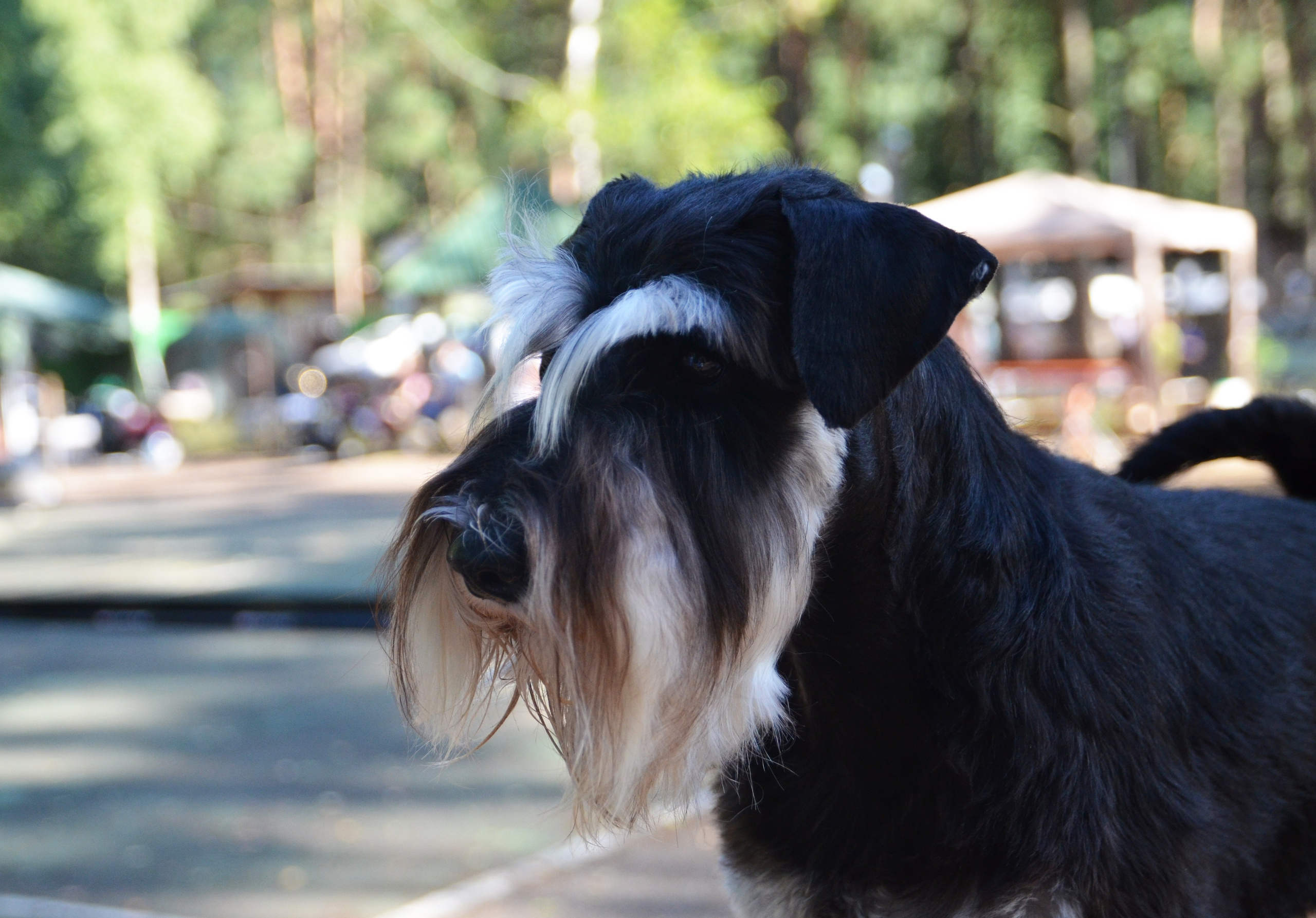 Изар/Delinso Balance Izar Tesoro. Питомник цвергшнауцеров в Беларуси «Делинсо Бэлэнс»