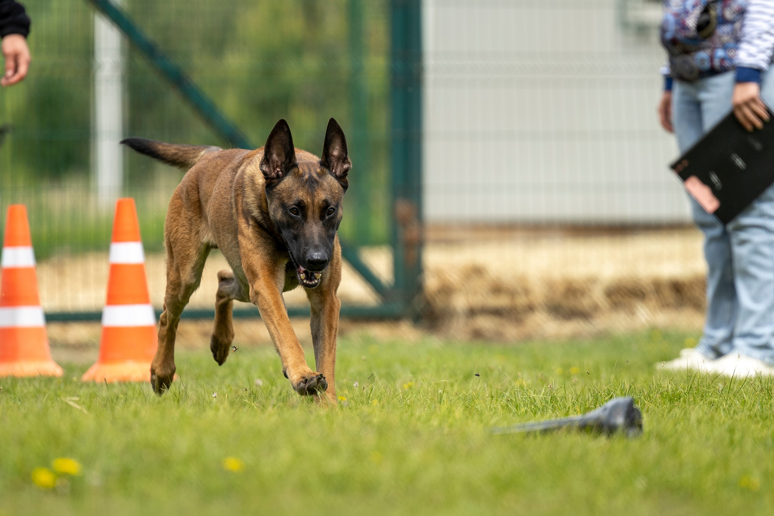 Испытания по мондьорингу в Нижнем Новгороде. Фотограф-анималист Анна Маринич