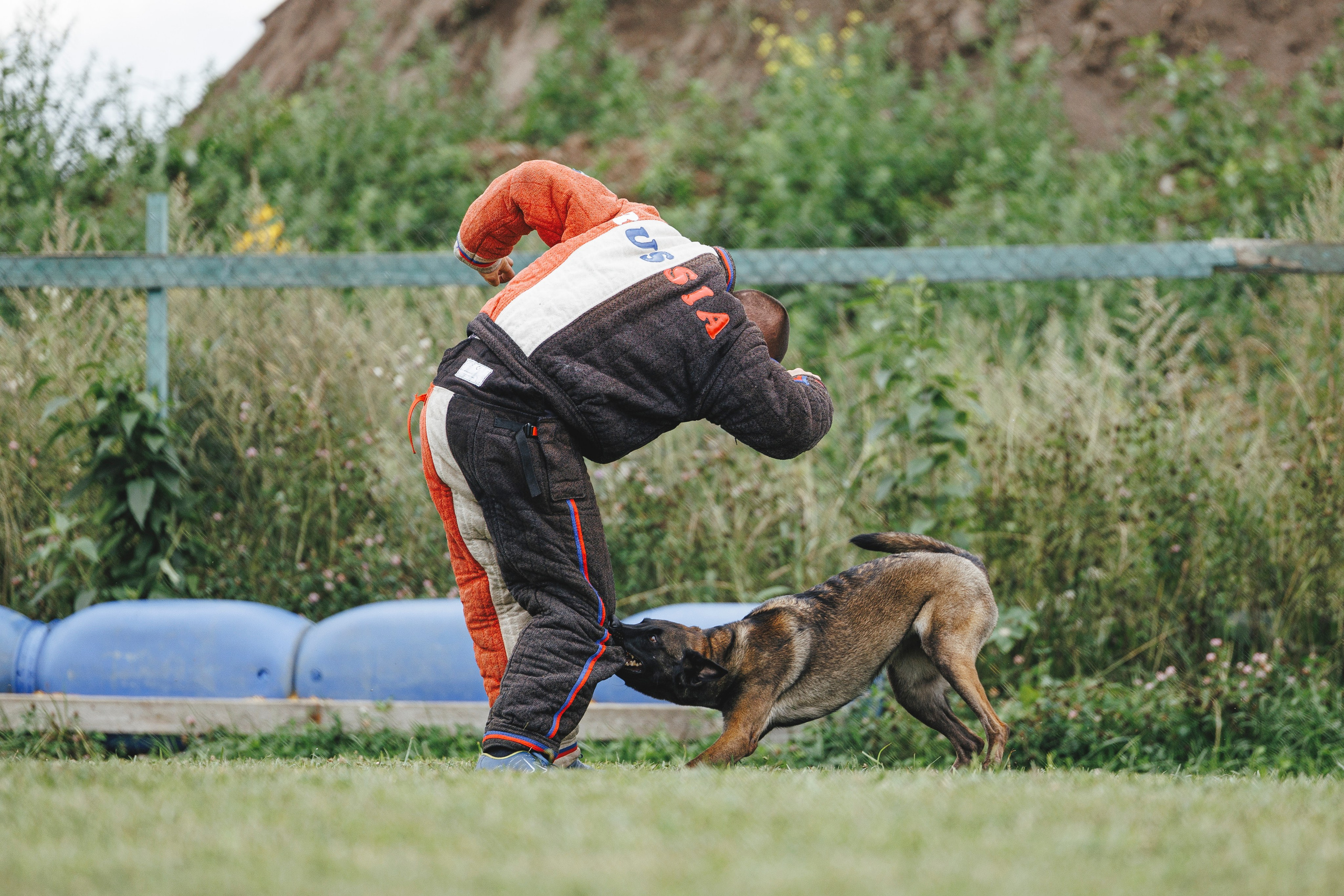 08.08.25-10.08.25 ЧР по мондьорингу г. Вологда. Фотограф-анималист Анна Маринич