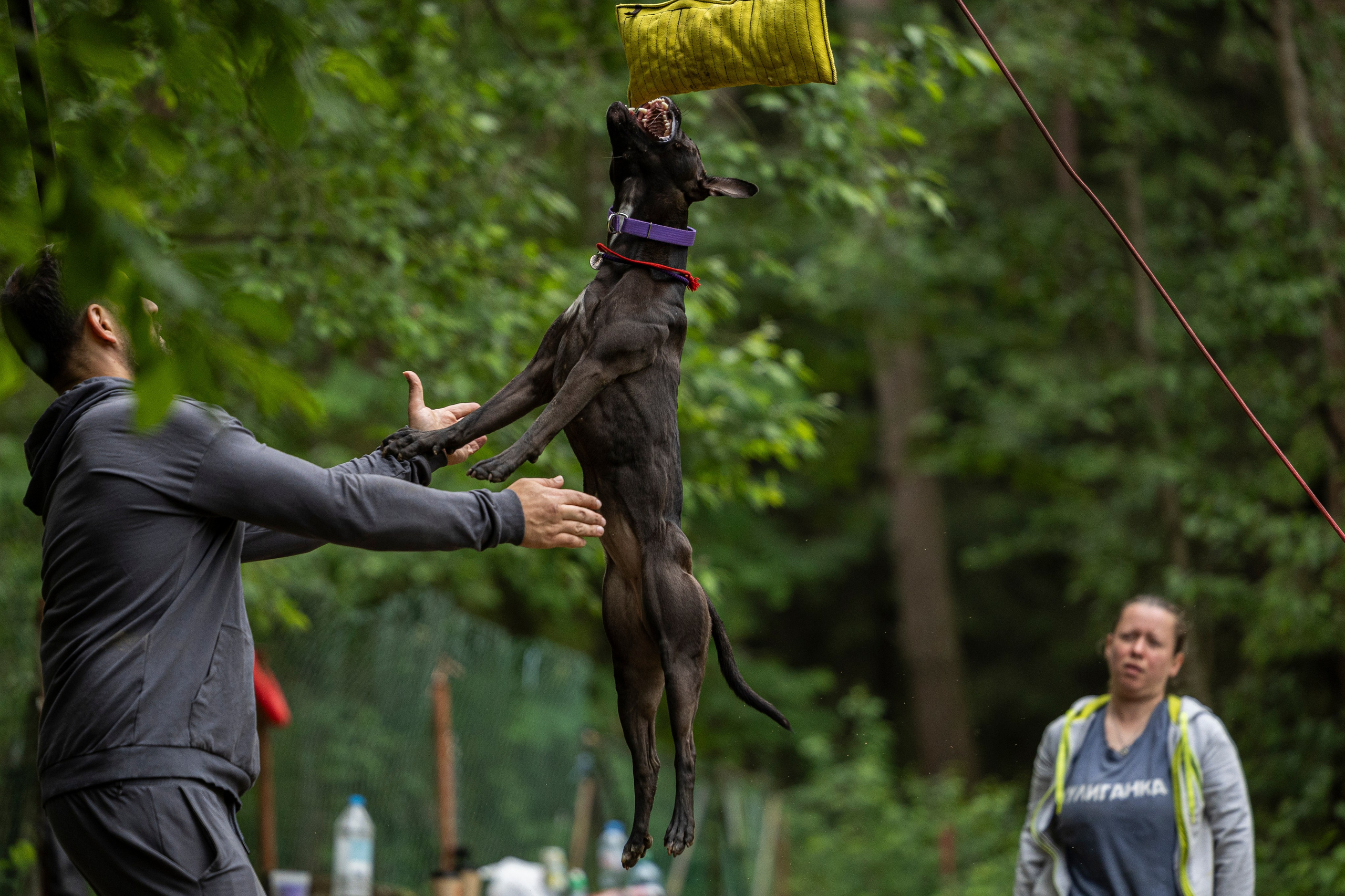 Пит-стафф многоборье. Фотограф-анималист Анна Маринич