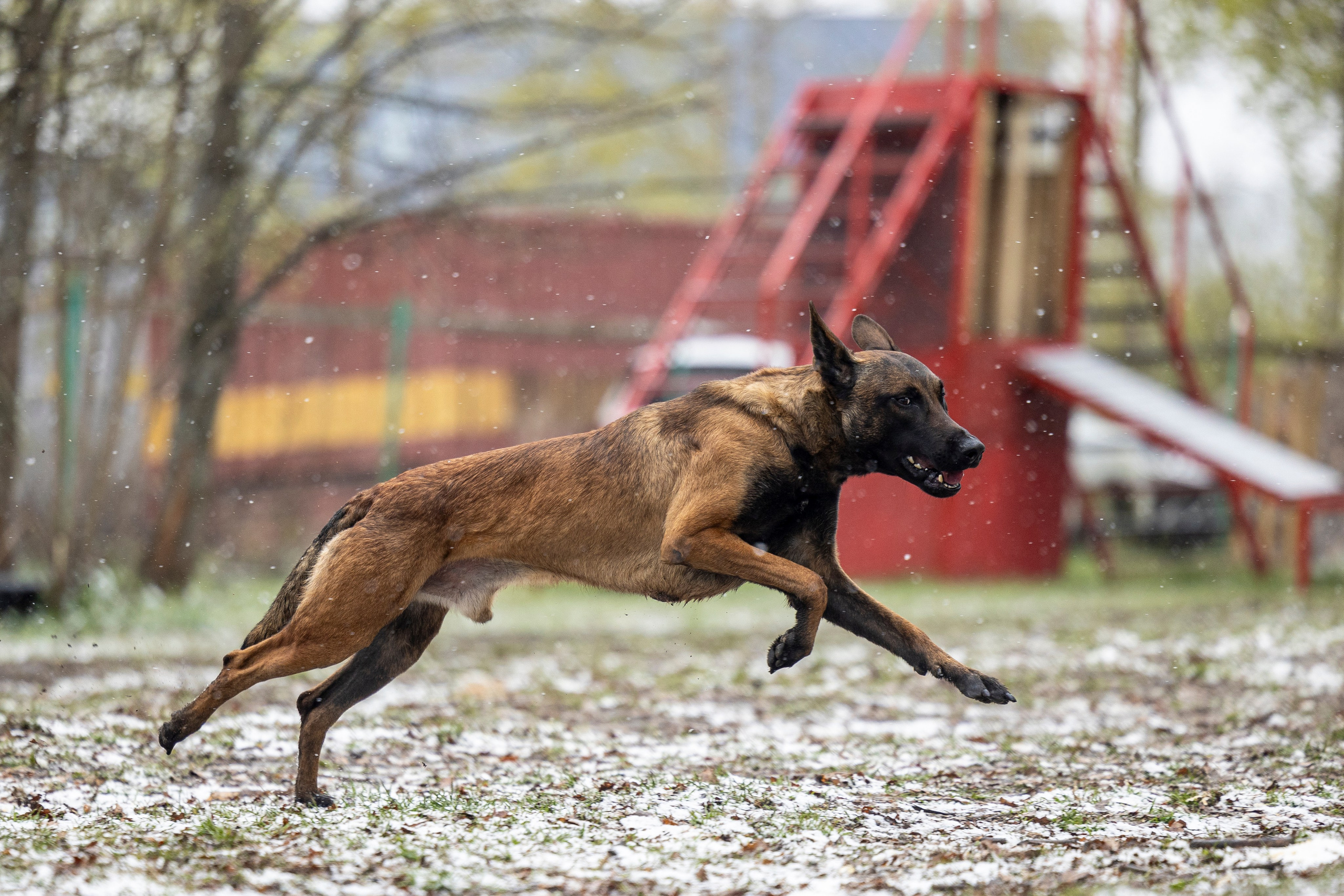 Квалификационные состязания по мондьорингу г. Вологда 11.05.24. Фотограф-анималист Анна Маринич