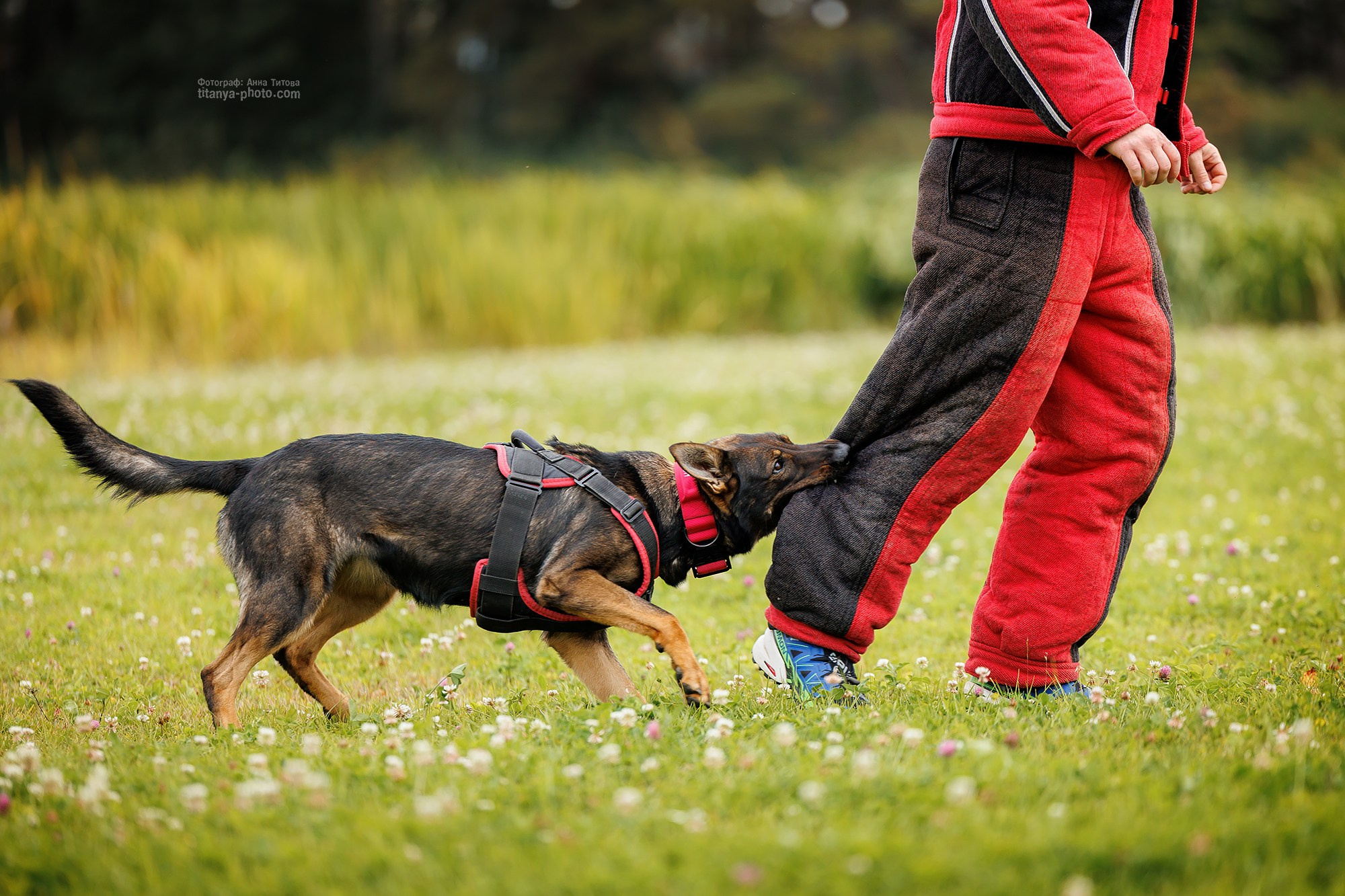 Тренировка по защите в питомнике немецких овчарок «Легенда Волги». Фотограф собак, фотограф-анималист Аня Титова (Titanya). Москва