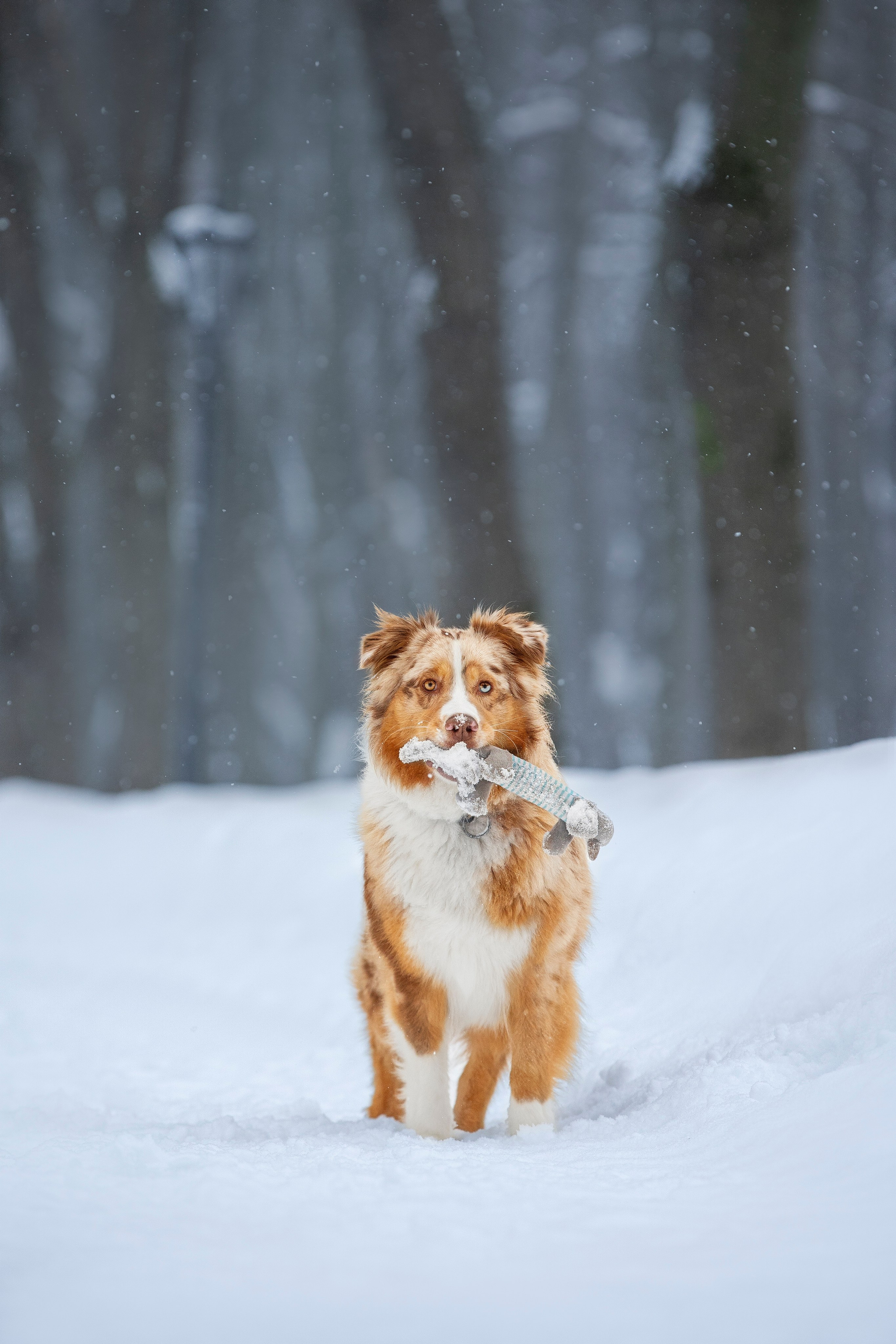 Настя, Игорь, Тесс и Марс. Фотограф анималист в Москве Майорова Евгения