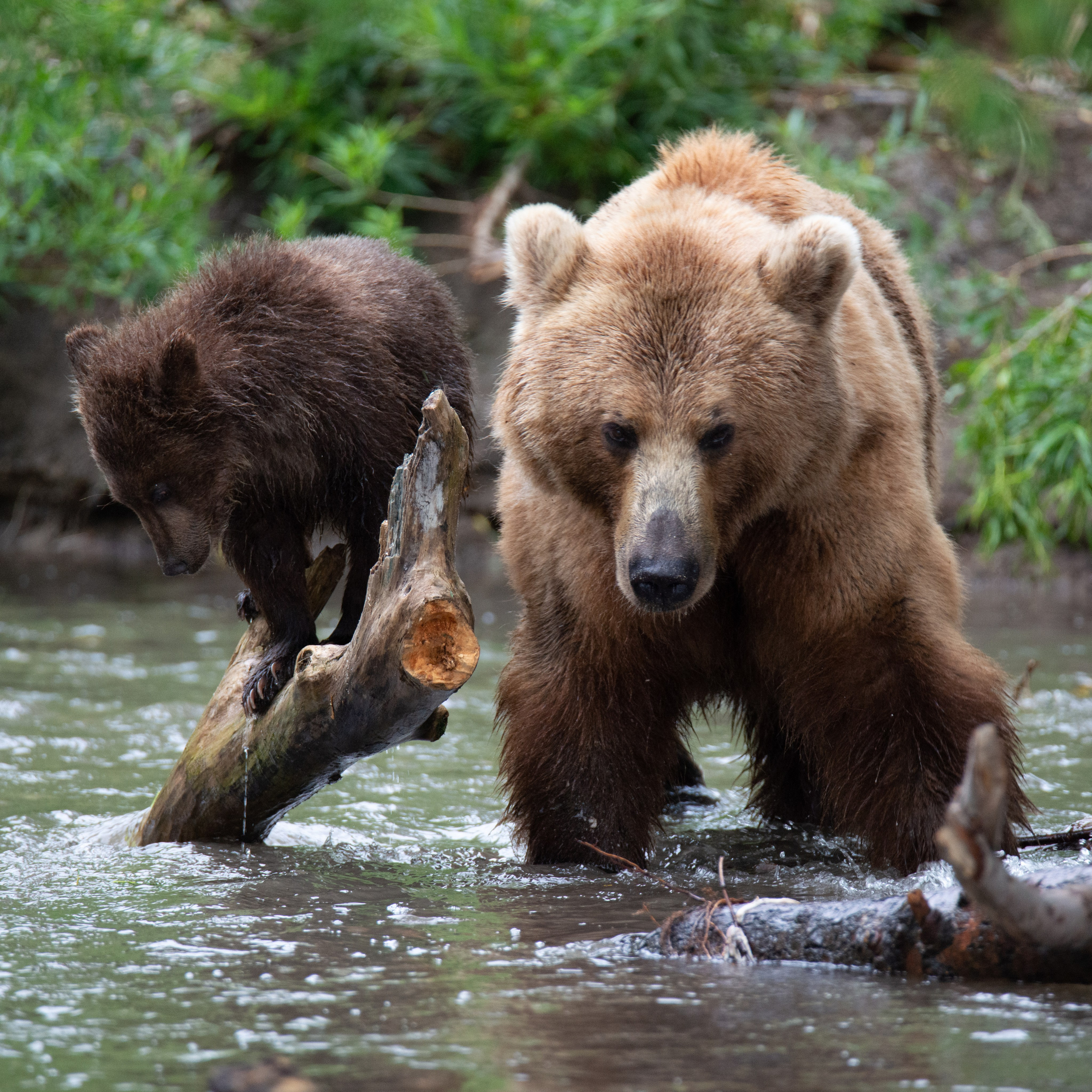 Камчатка — земля медведей. Игорь Иванко — Репортажный и событийный фотограф. Москва