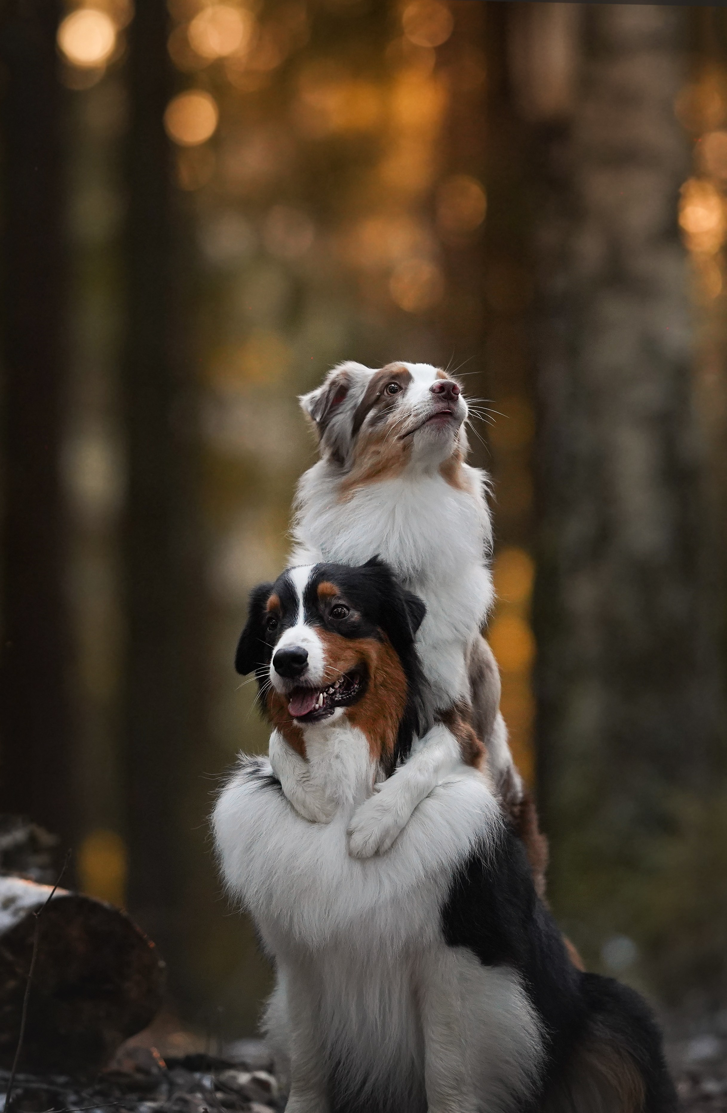 Бэст Айла и Панда. Фотограф-анималист в Санкт-Петербурге Яна Мартынова