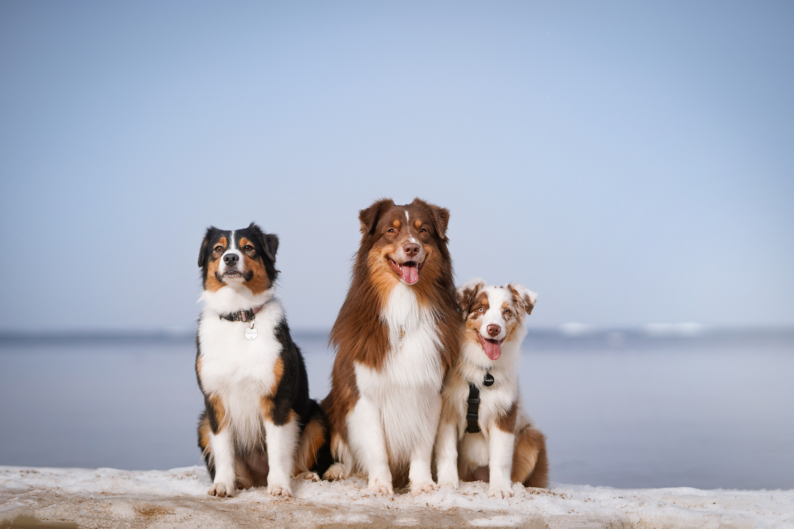Аусси на Ладоге. Фотограф-анималист в Санкт-Петербурге Яна Мартынова