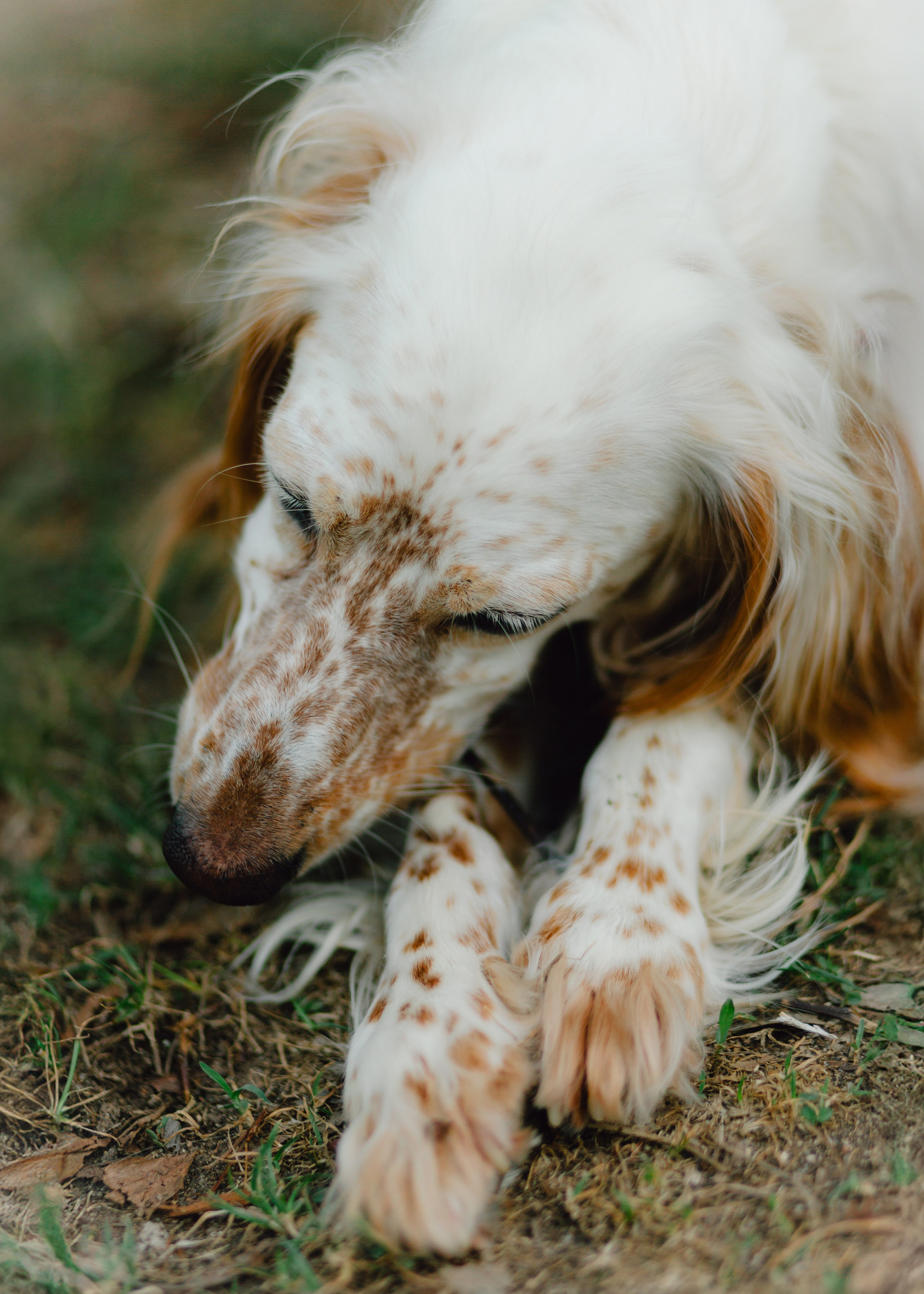 Pauline & Her Beloved Mañana. Barbara Isaeva