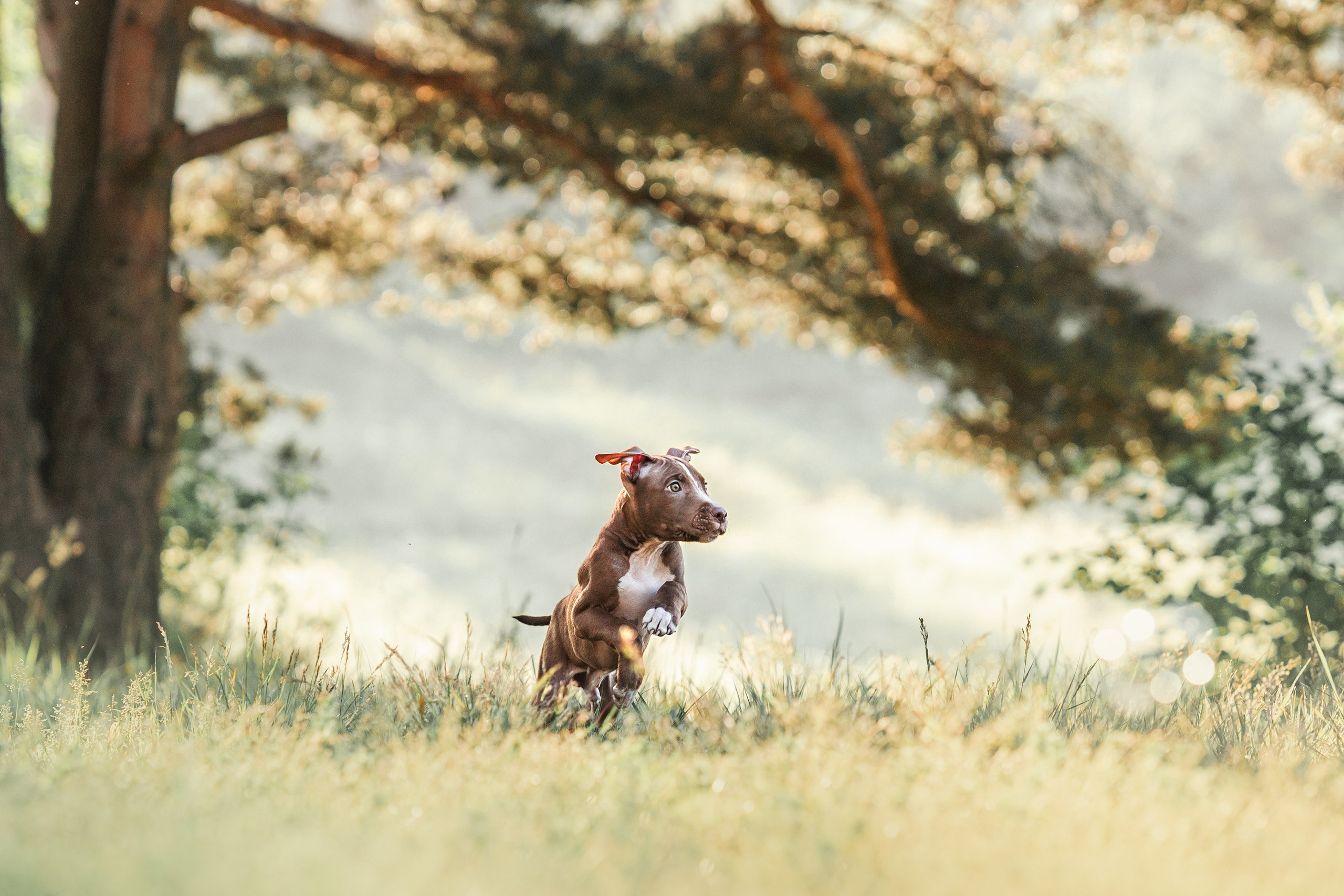 АПБТ. Фотограф анималист Осипчикова Мария