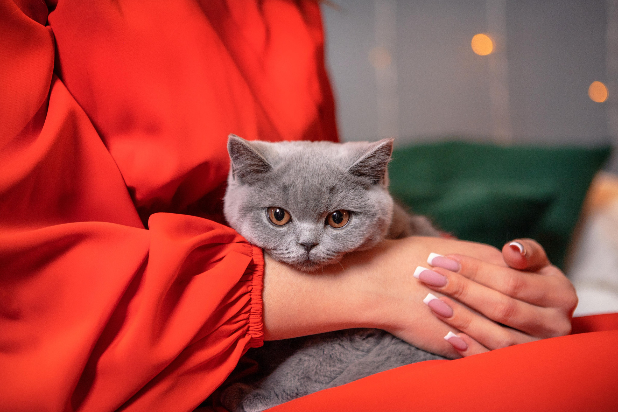 Котята. Фотограф Яна Матвеева в Ижевске