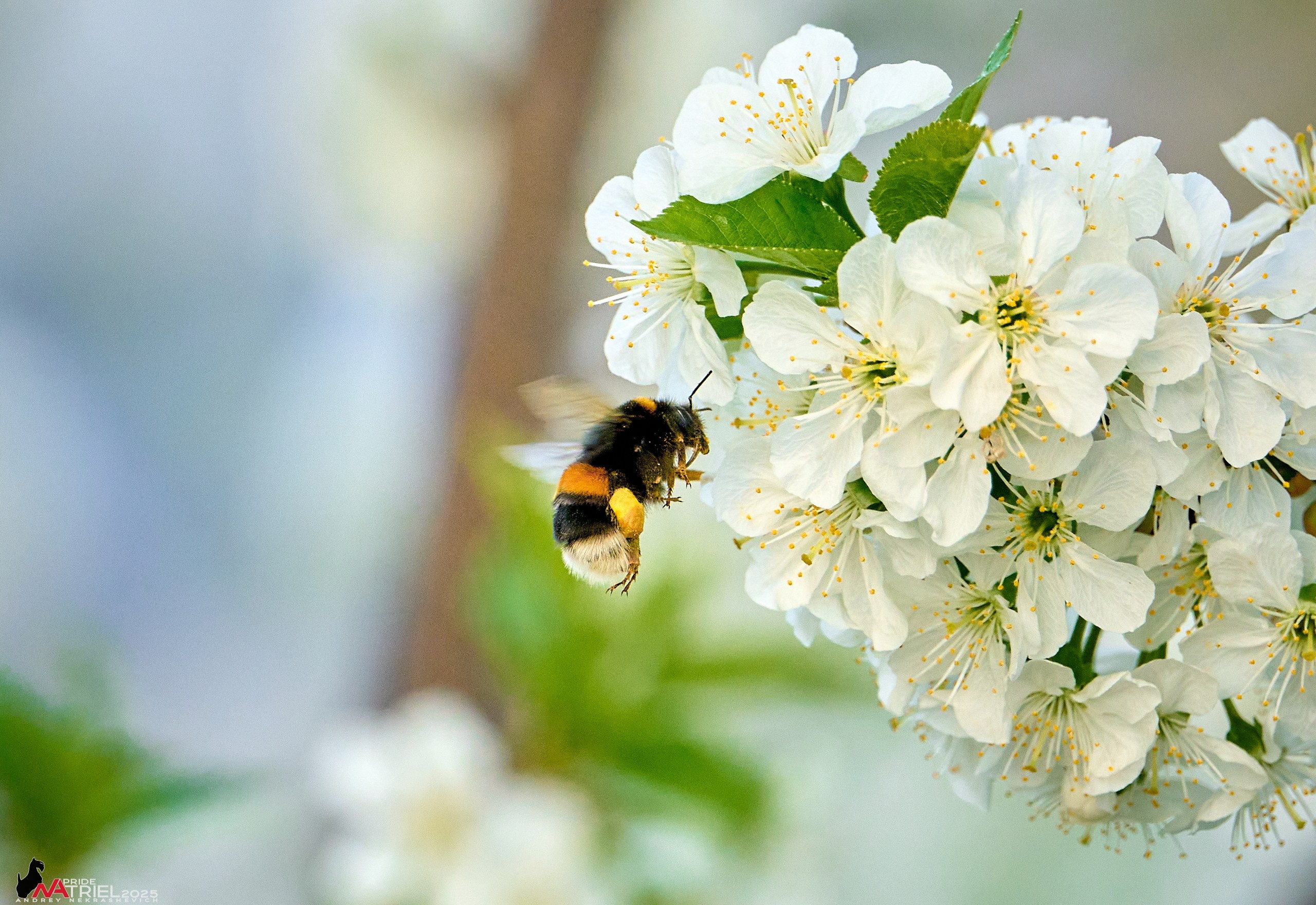 Природа в апреле. Всё в цветении!