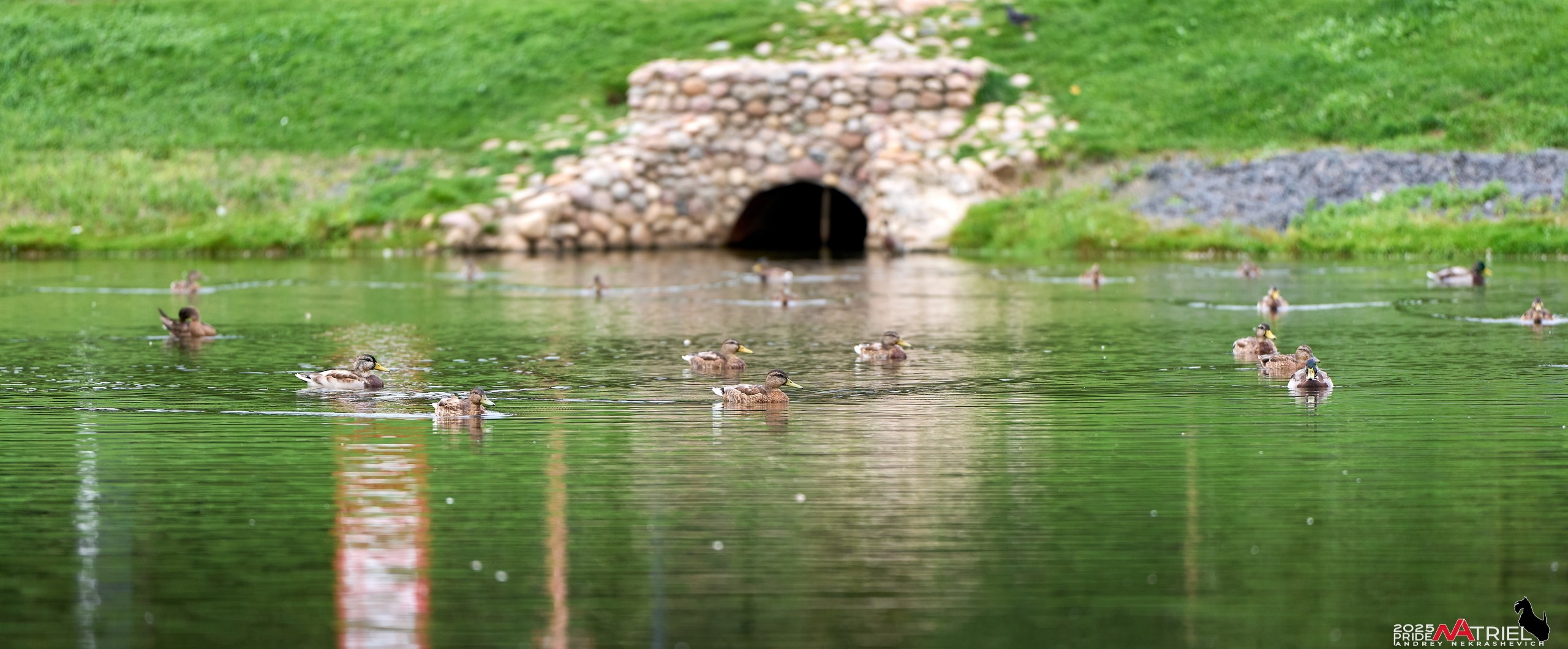 Утки на пруду