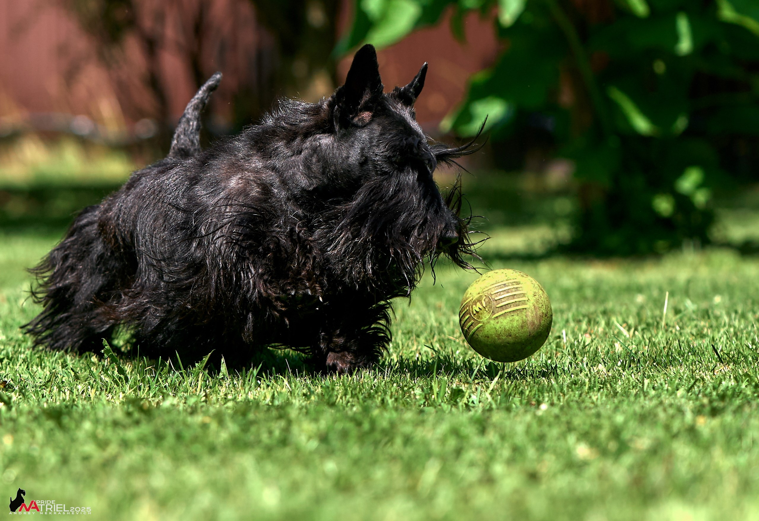Алабаи и скотч-терьеры в питомнике у Ольги