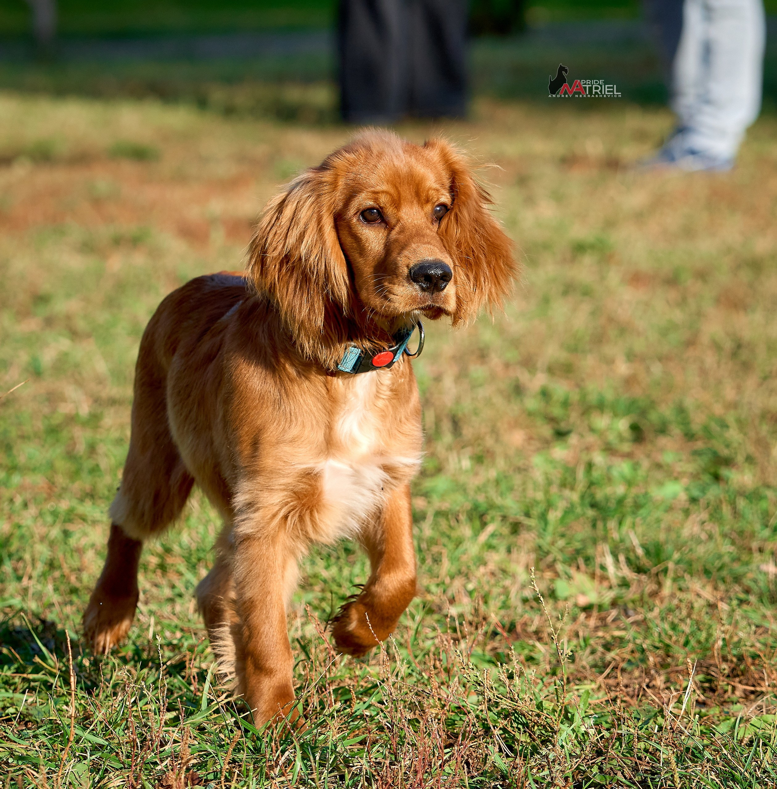 Портреты собак — галерея NATRIEL