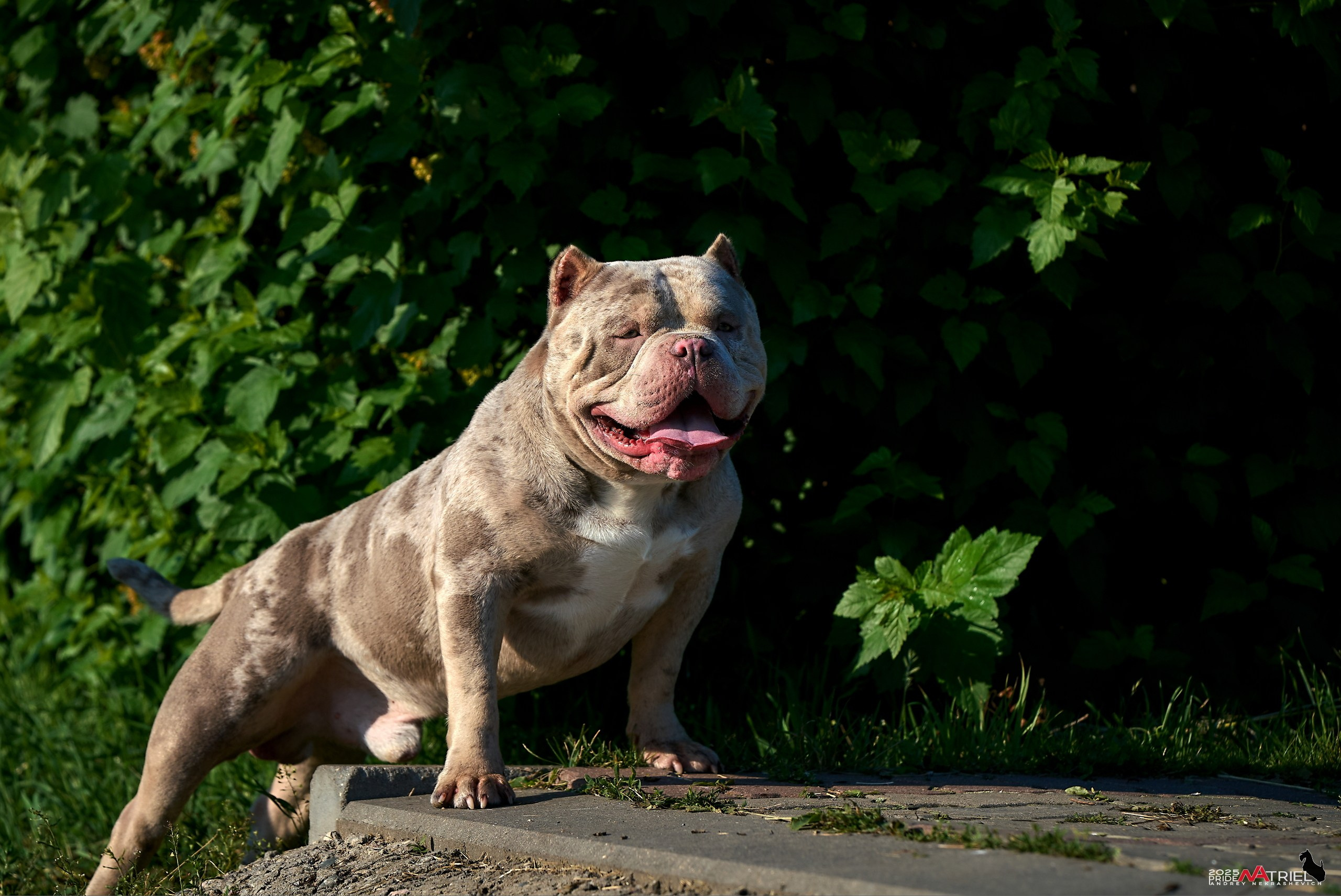 Съемка собак породы булли на природе
