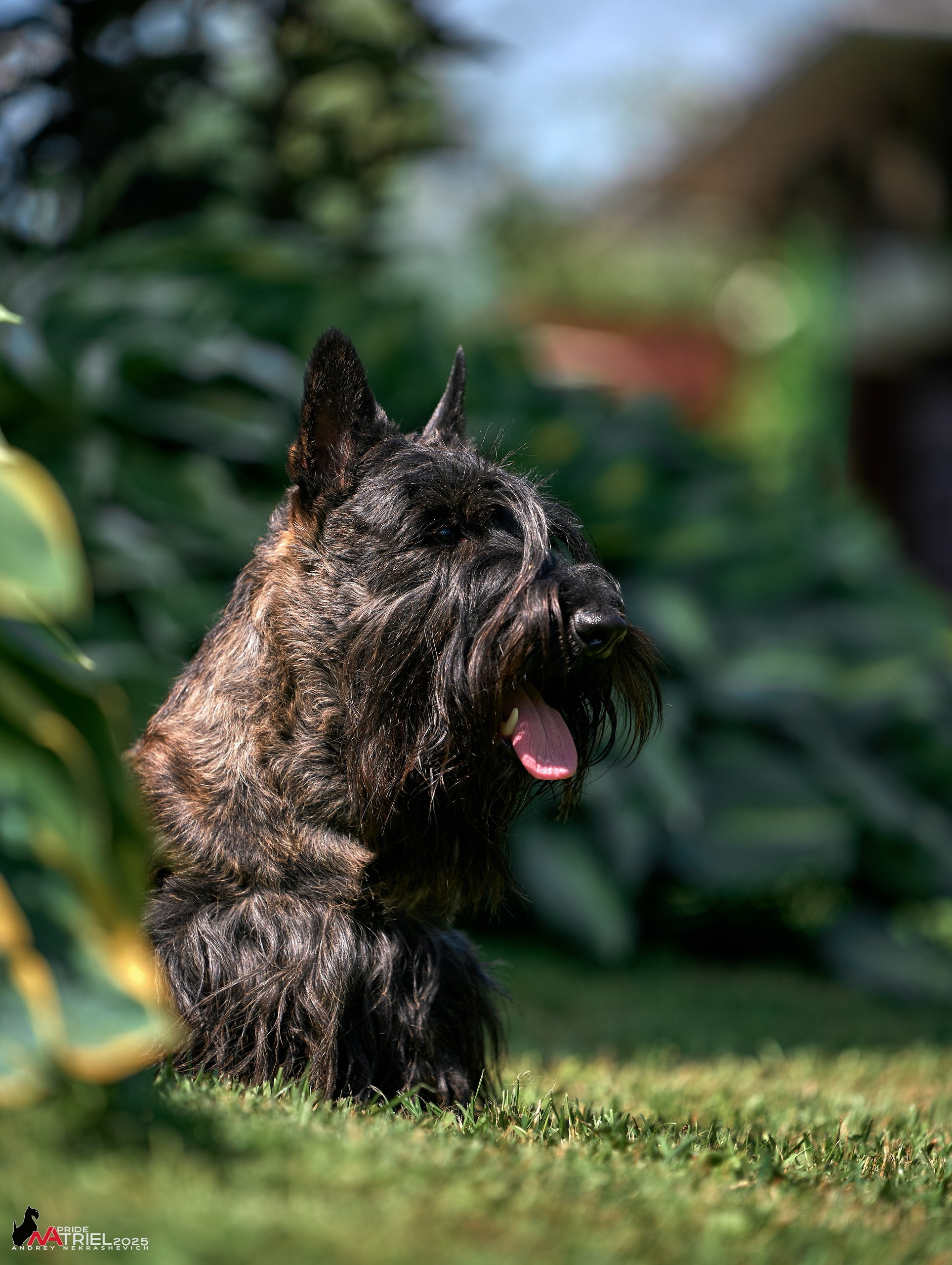 Алабаи и скотч-терьеры в питомнике у Ольги