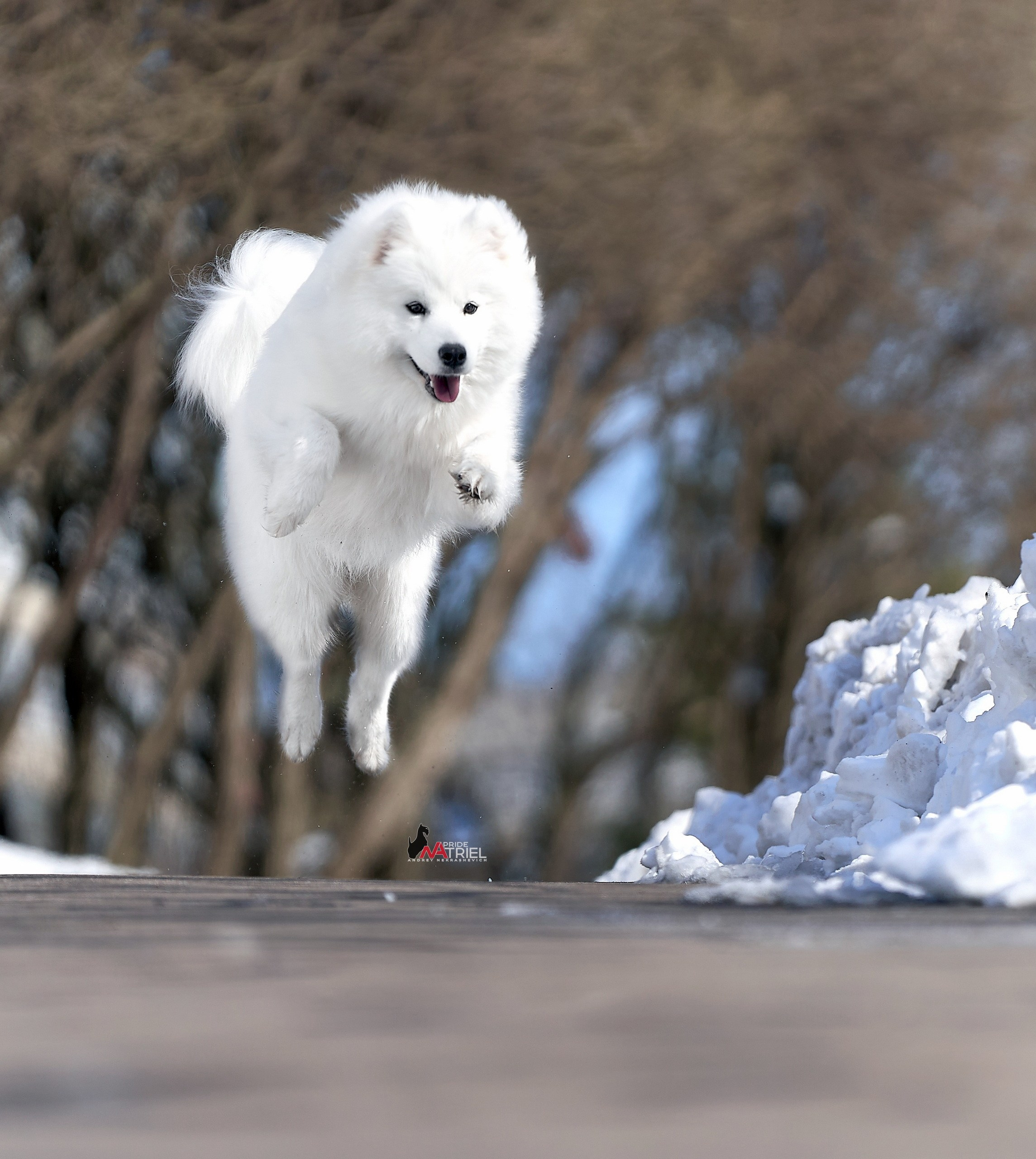 Прогулка в движении — галерея NATRIEL